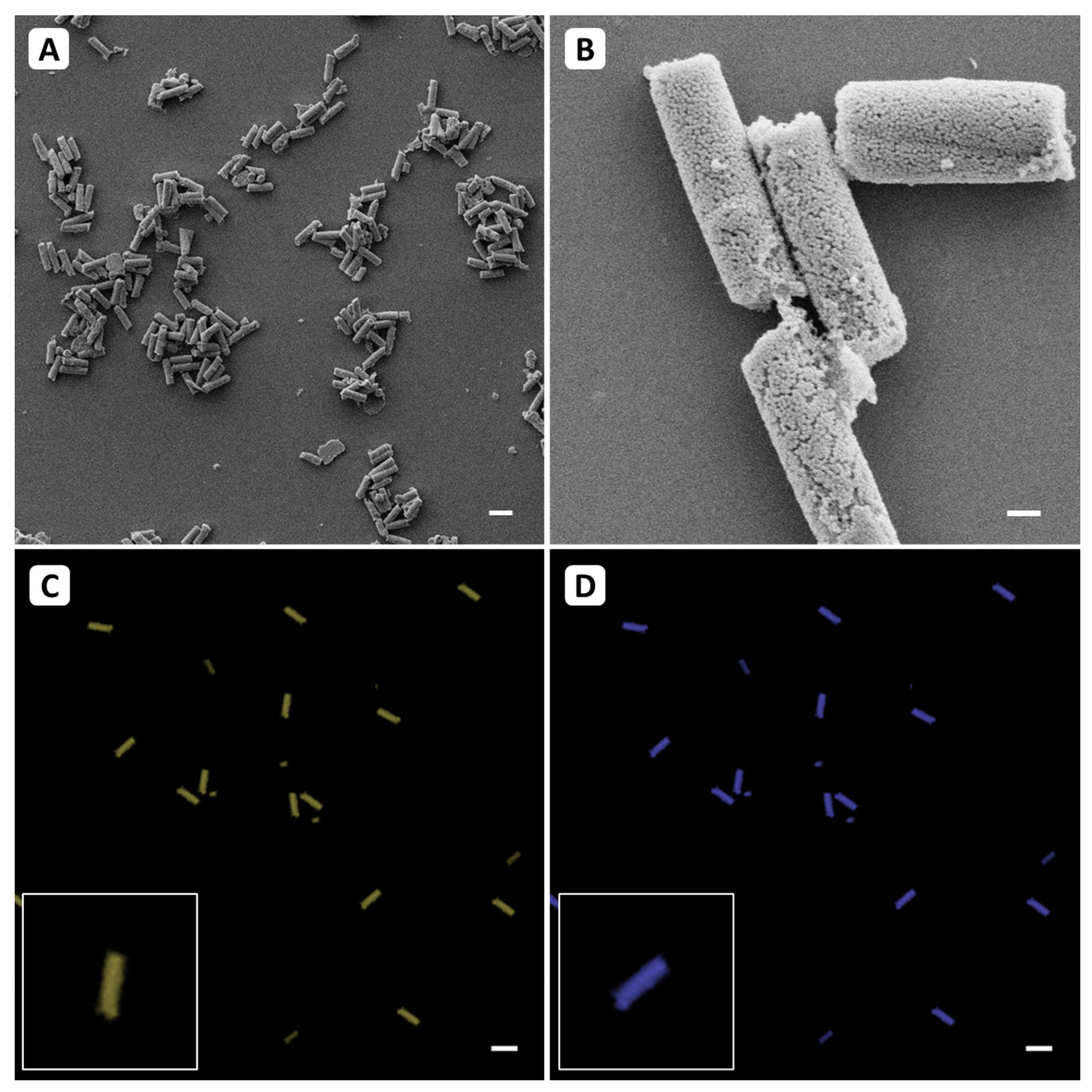 Pharmaceutics 13 00844 g002