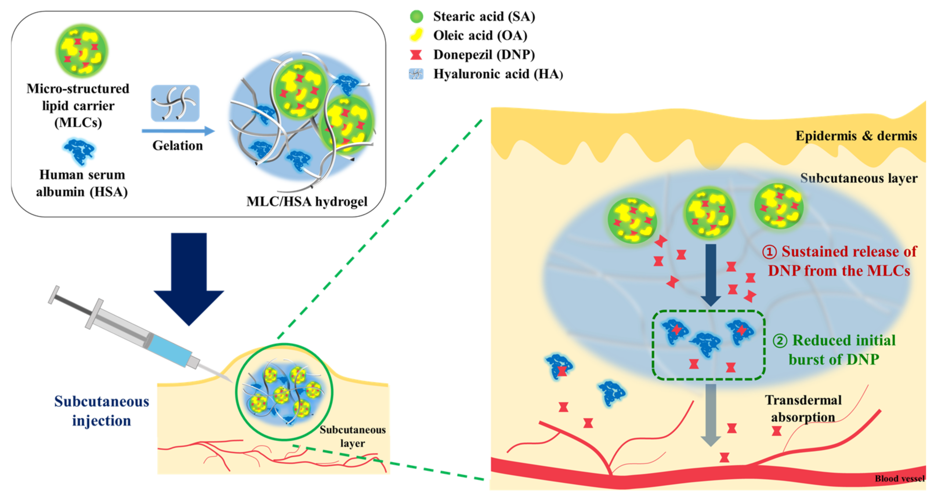 Pharmaceutics Free FullText Subcutaneously Injectable Hyaluronic