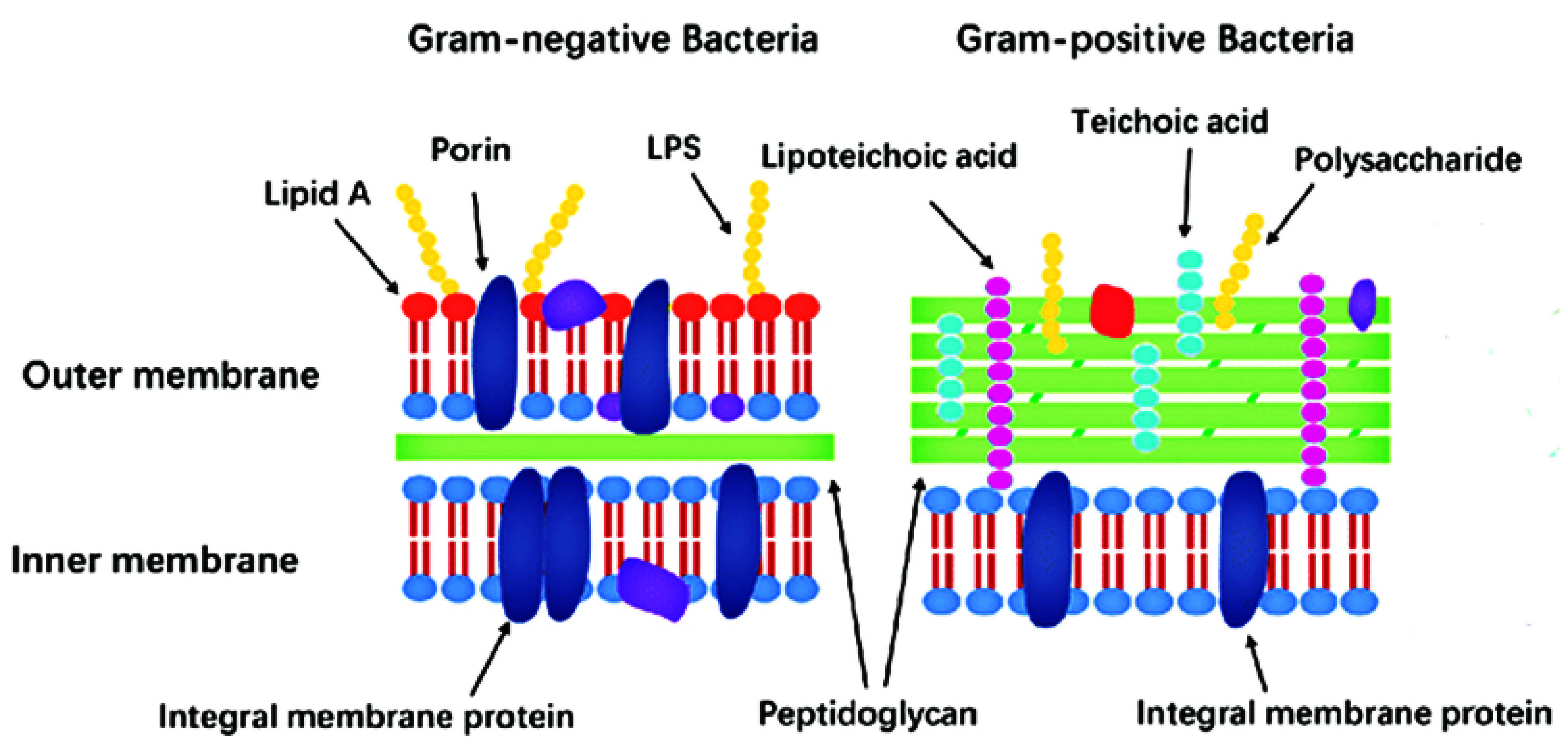 Pharmaceutics 13 00874 g001