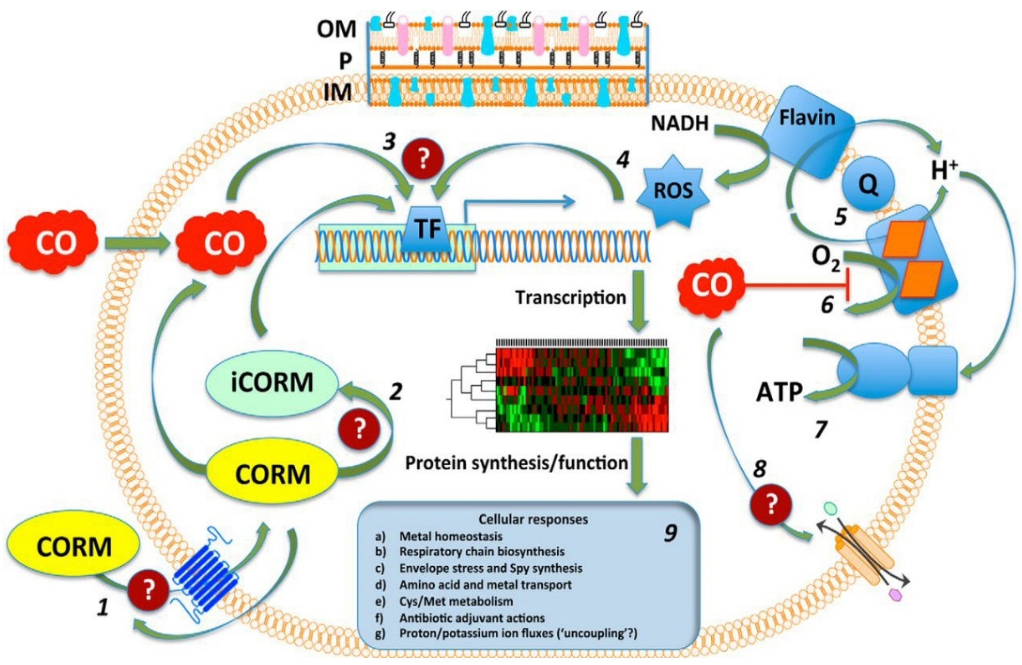 Pharmaceutics 13 00874 g017