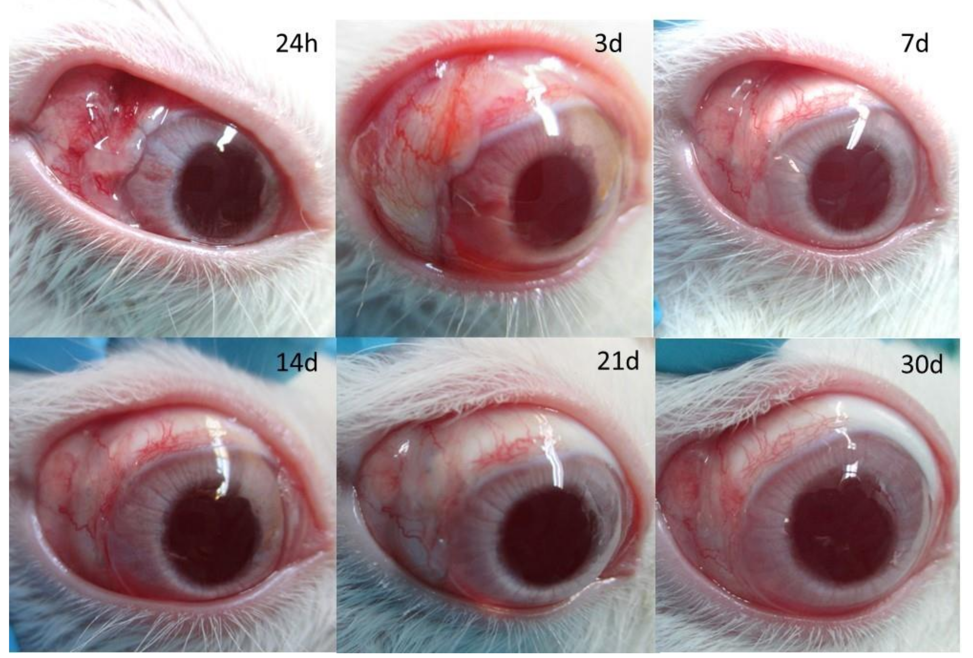 Pharmaceutics 13 00896 g006