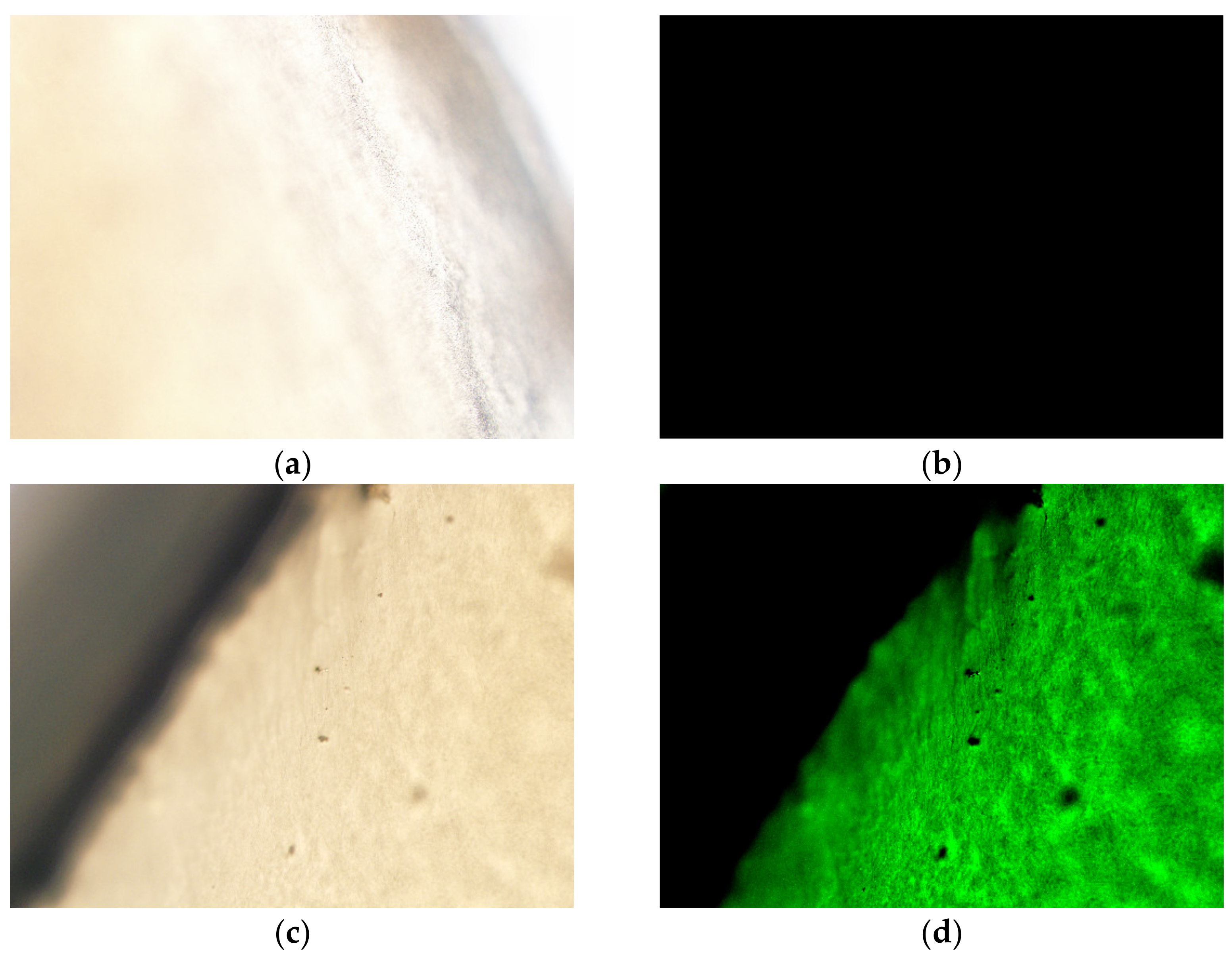 Pharmaceutics 13 00905 g003 Pharmaceutics 13 00905 g003