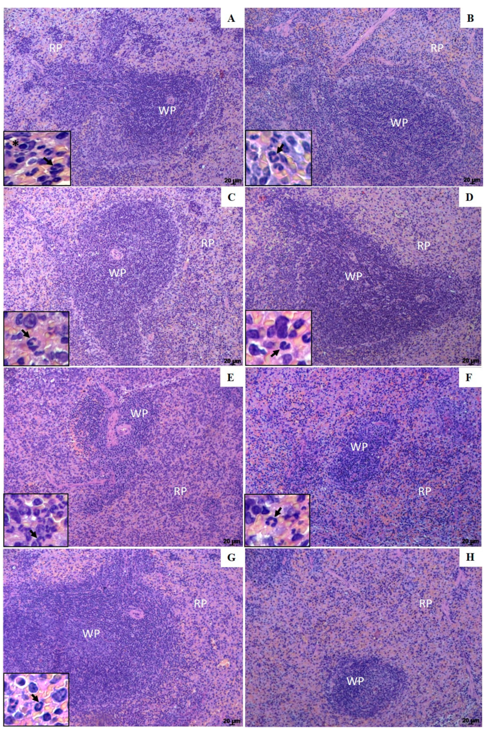 Pharmaceutics 13 00908 g005 Pharmaceutics 13 00908 g005