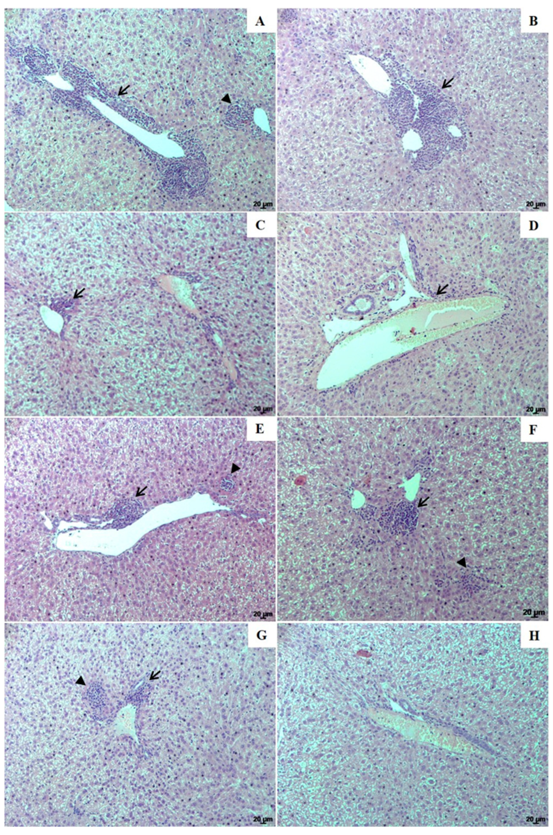 Pharmaceutics 13 00908 g006 Pharmaceutics 13 00908 g006