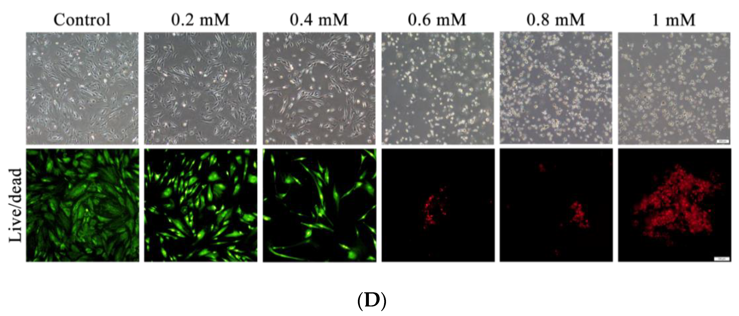 Pharmaceutics 13 00944 g004b