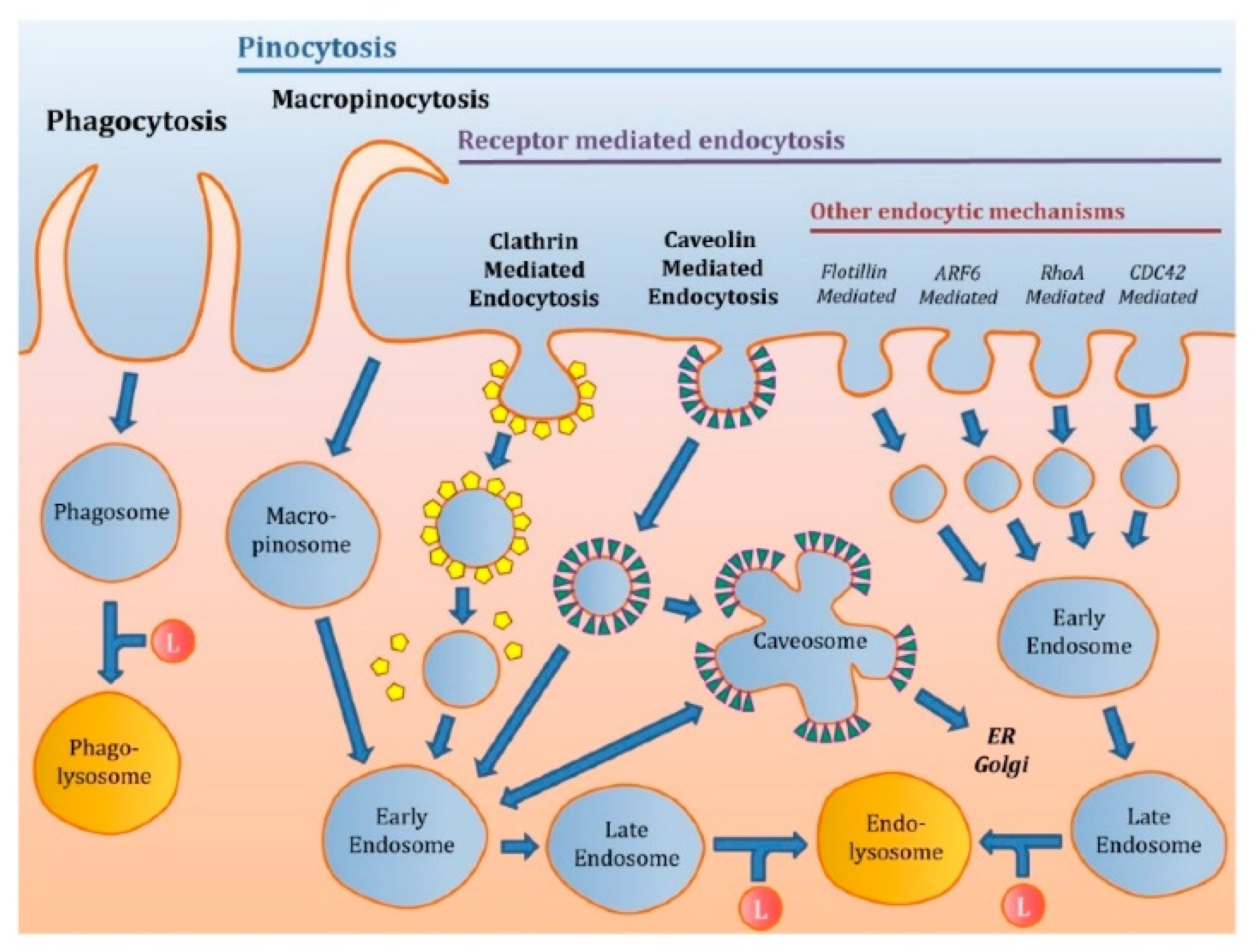 Pharmaceutics 13 00945 g002