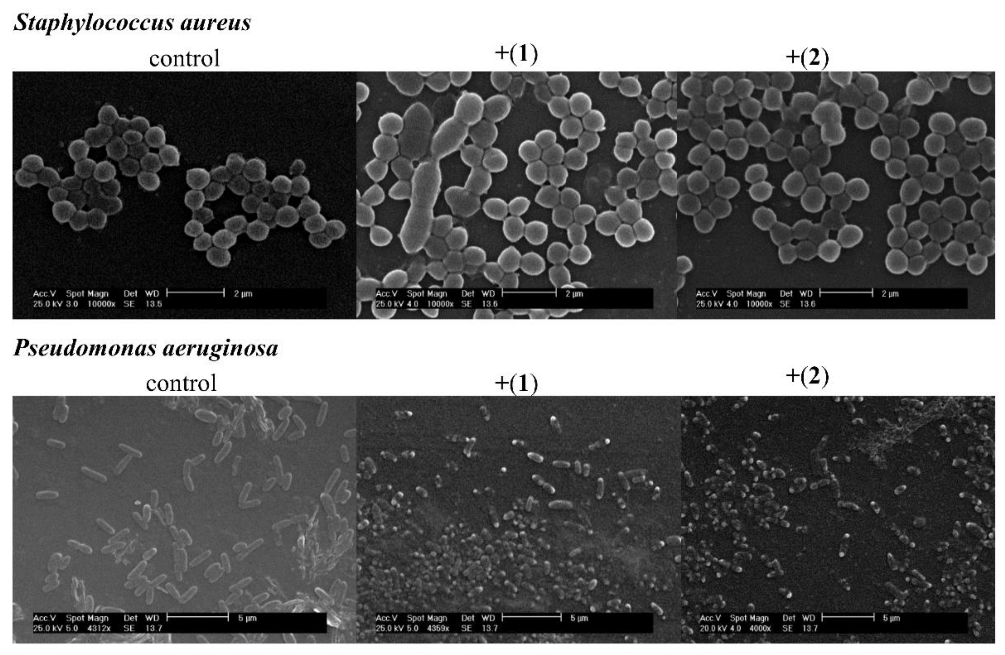 Pharmaceutics 13 00946 g004 Pharmaceutics 13 00946 g004