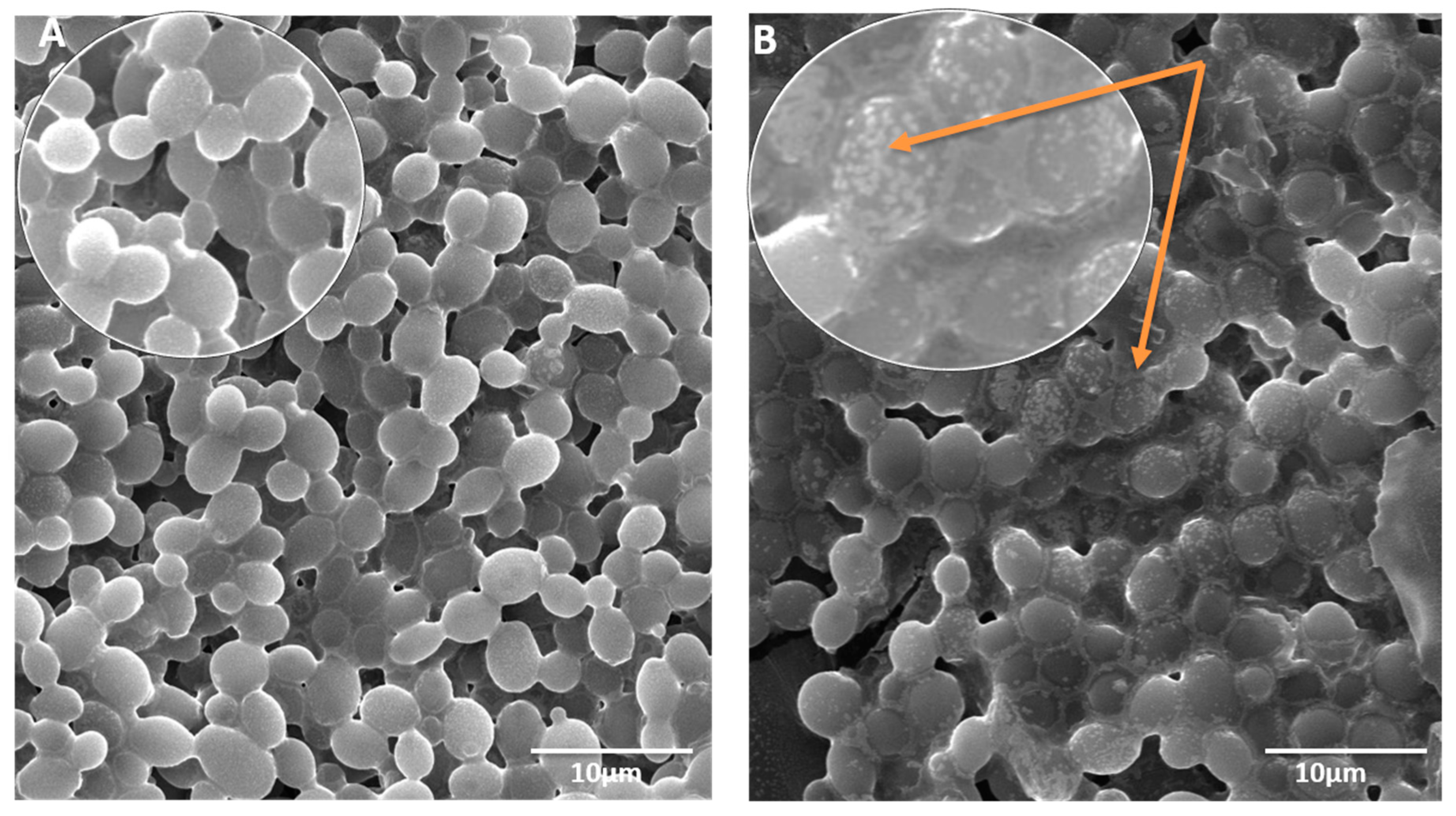 Pharmaceutics 13 00962 g007 550