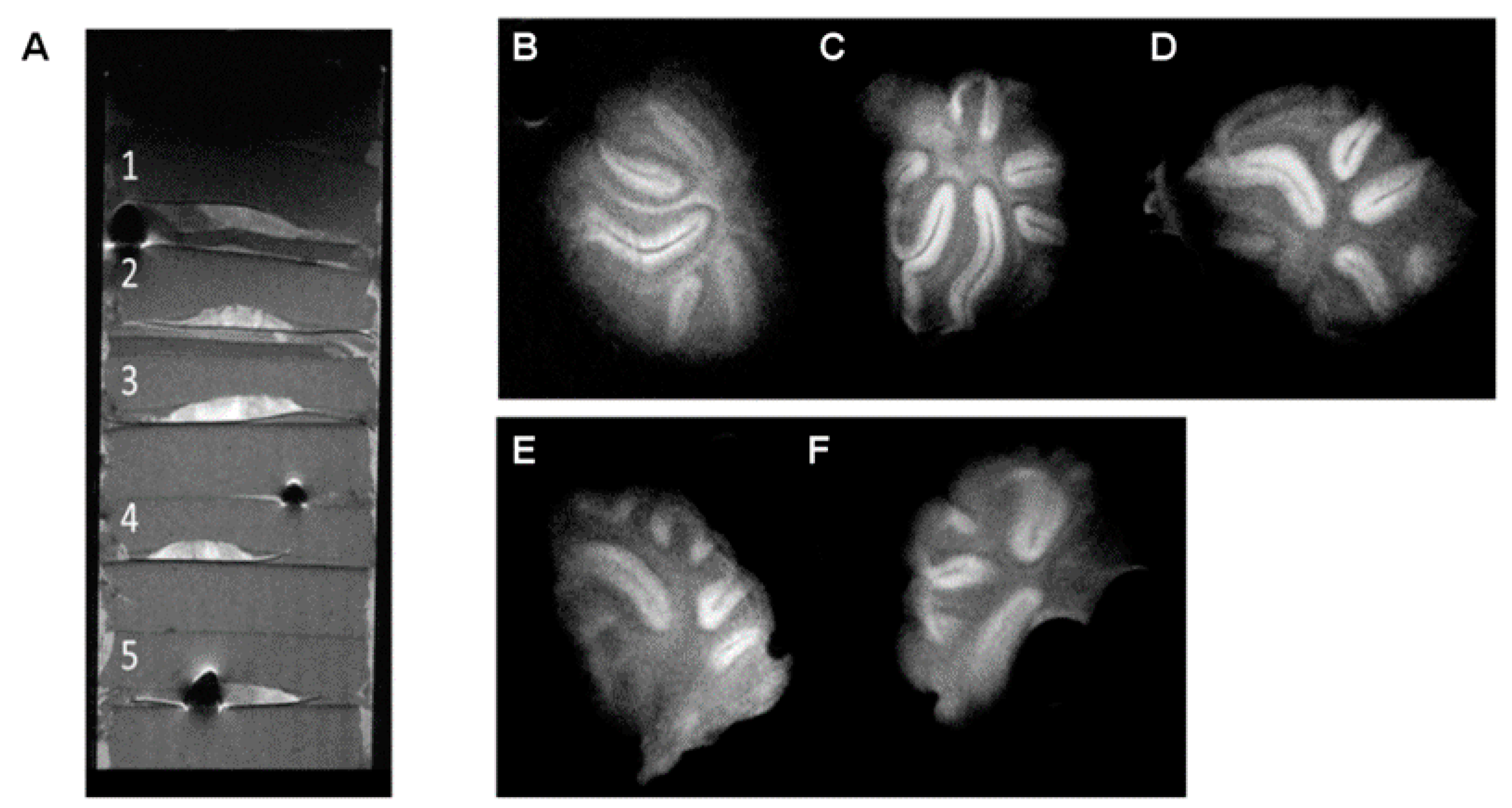 Pharmaceutics 13 00975 g003