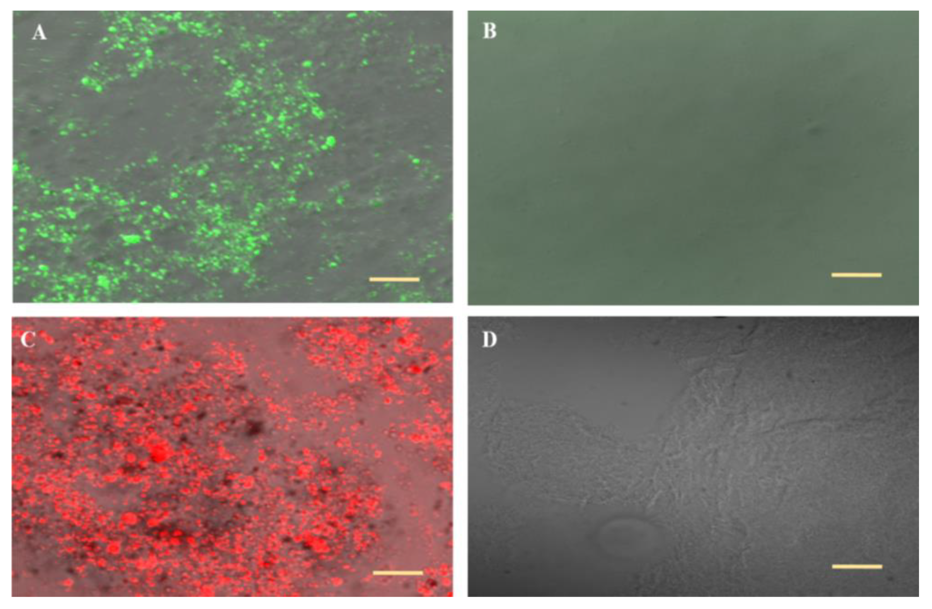 Pharmaceutics 13 00978 g002 550