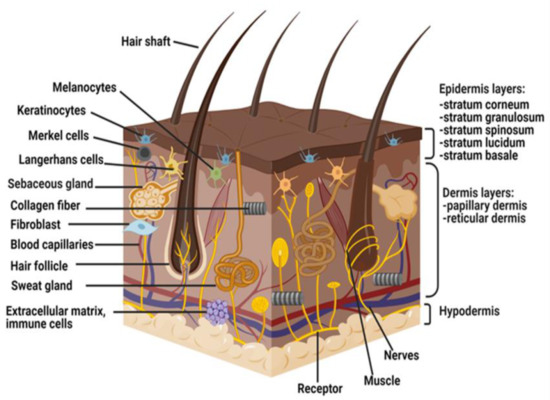 Pharmaceutics Free Full Text The Insights Of Microbes Roles In Wound Healing A Prehensive Review Html