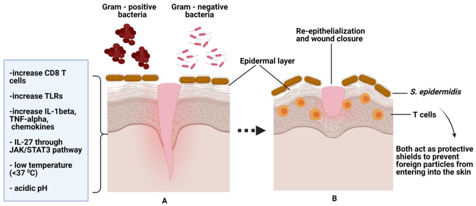 Pharmaceutics 13 00981 g004