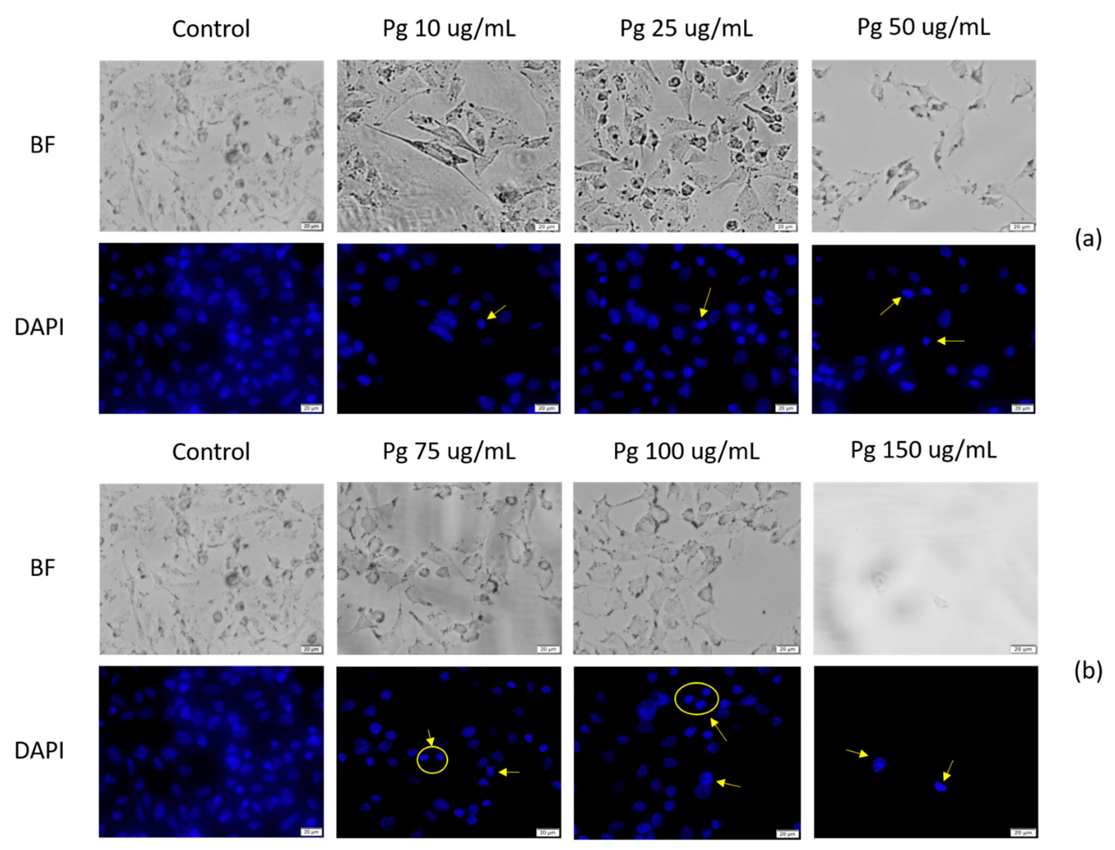 Pharmaceutics 13 00986 g007 Pharmaceutics 13 00986 g007