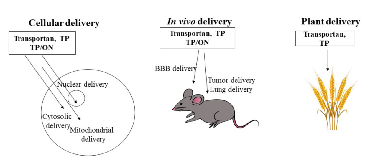 Pharmaceutics 13 00987 g001 Pharmaceutics 13 00987 g001