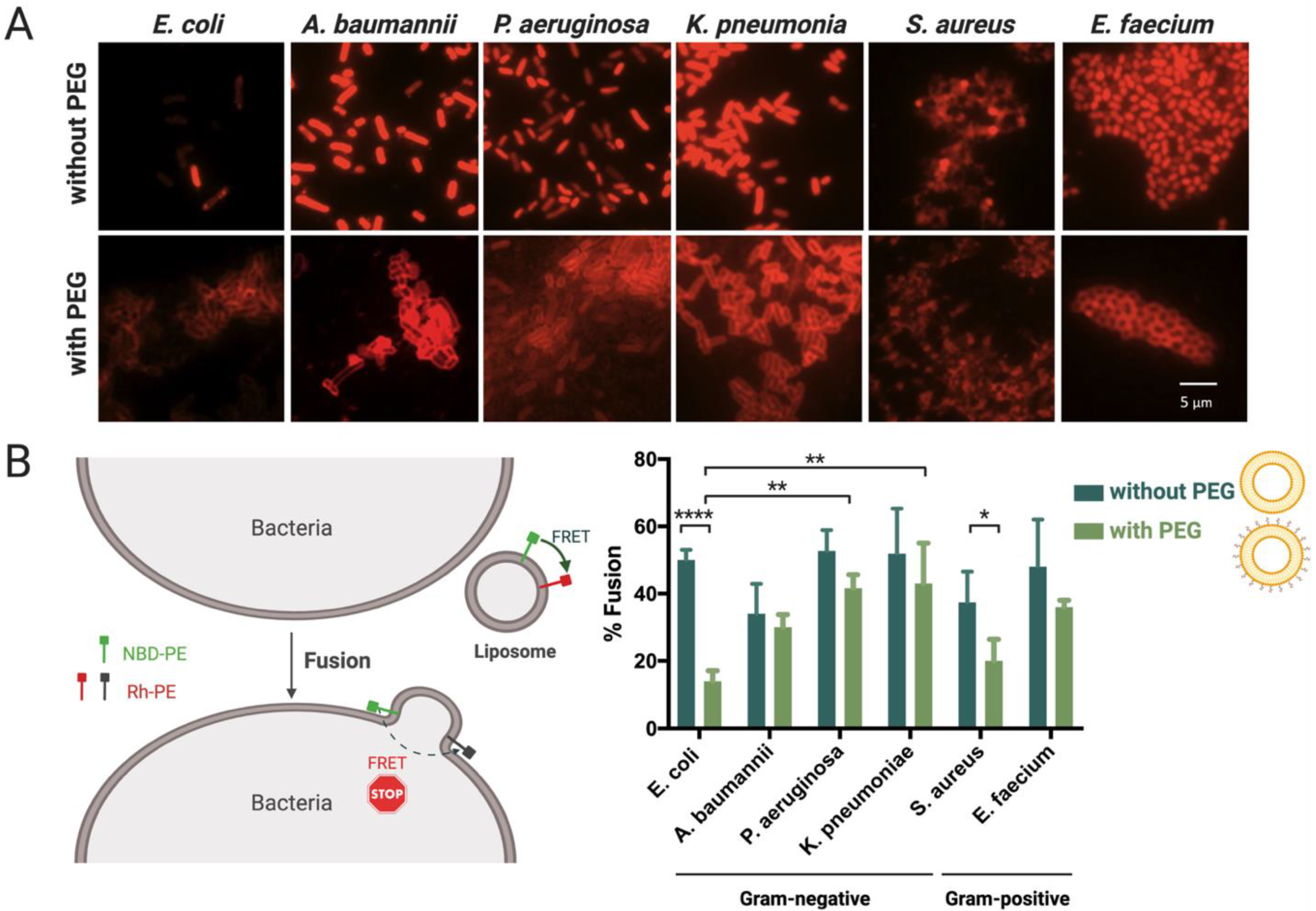 Pharmaceutics 13 00989 g003