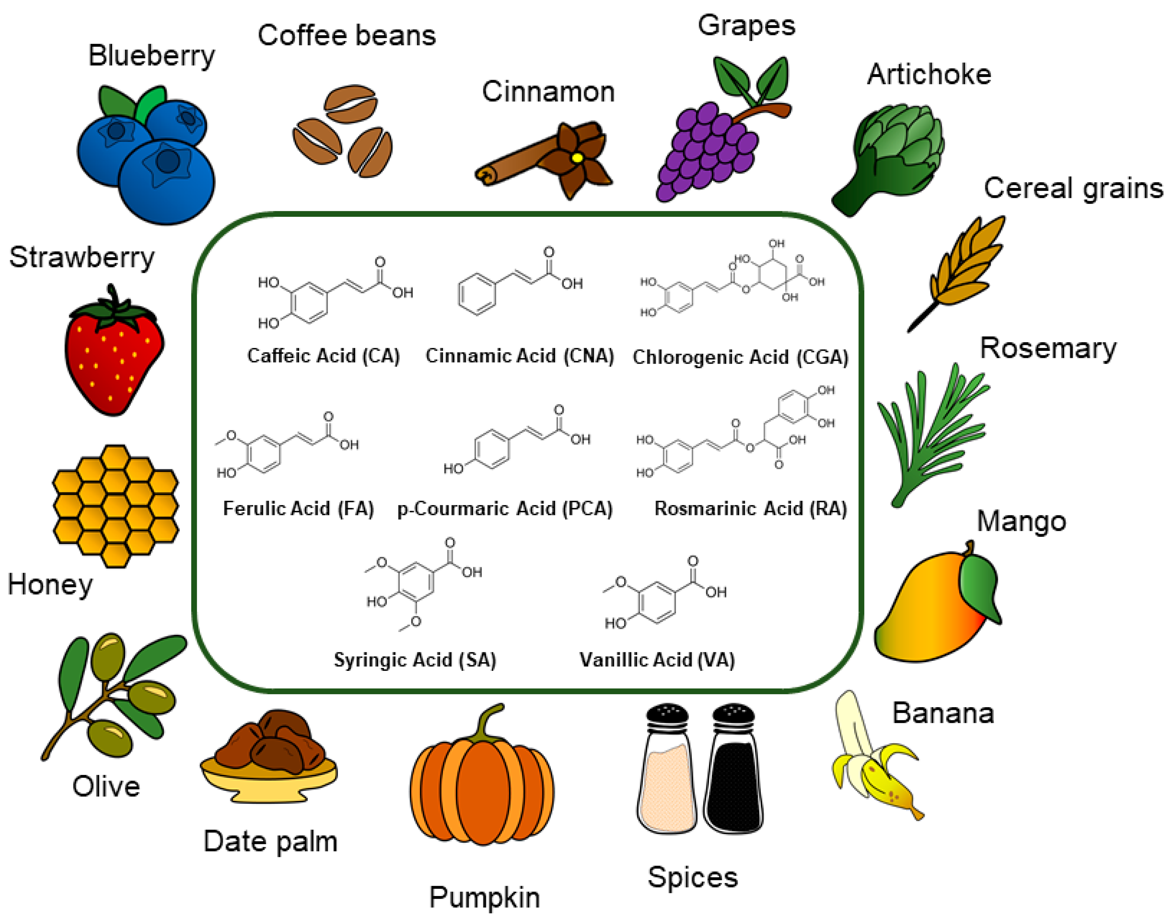Caffeic Acid Natural Food Sources Caffeic Acid Natural Food Sources