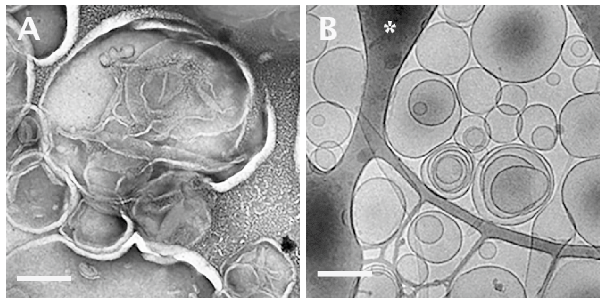 Pharmaceutics 13 01015 g001 550