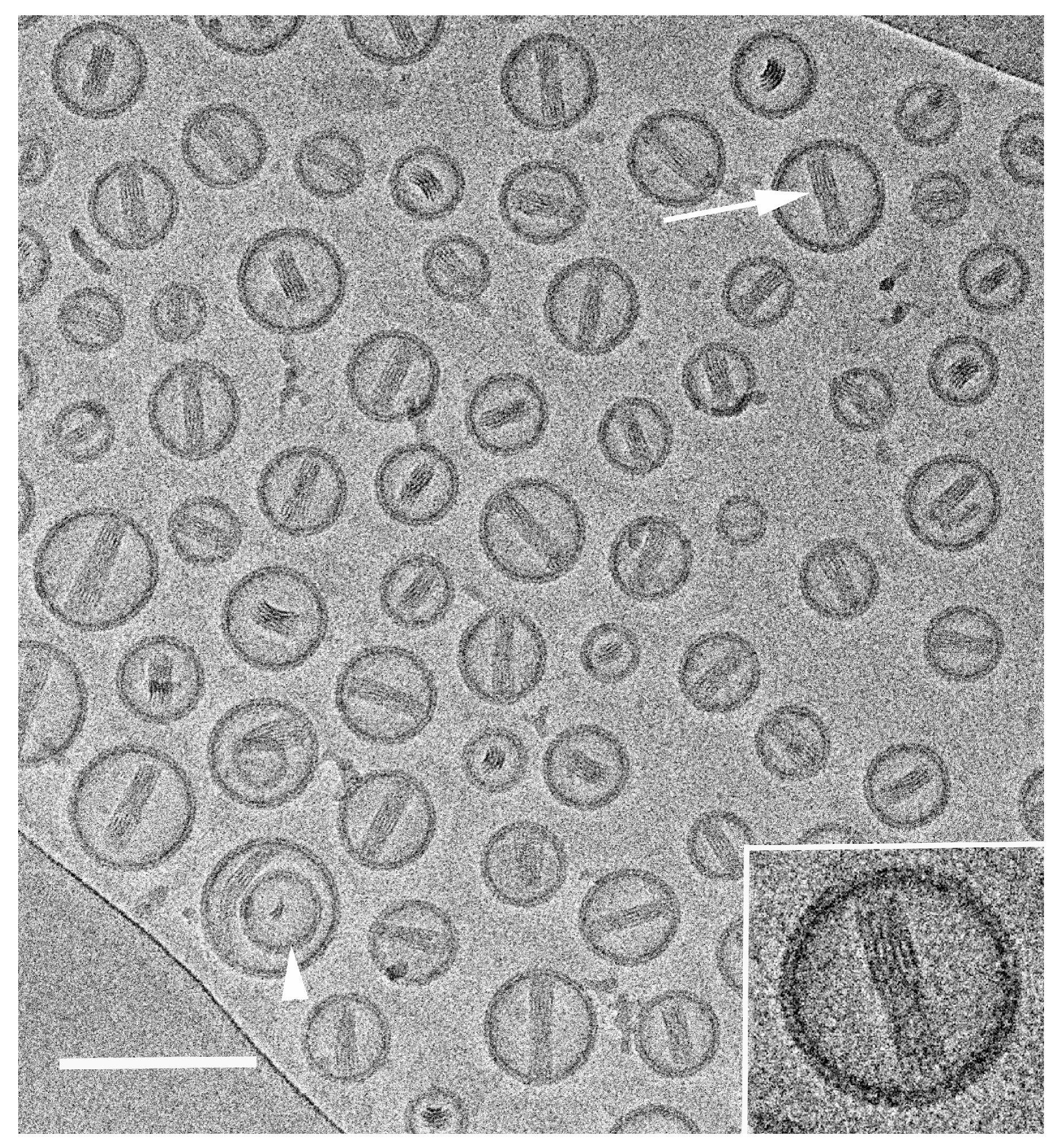 Pharmaceutics 13 01015 g002 550