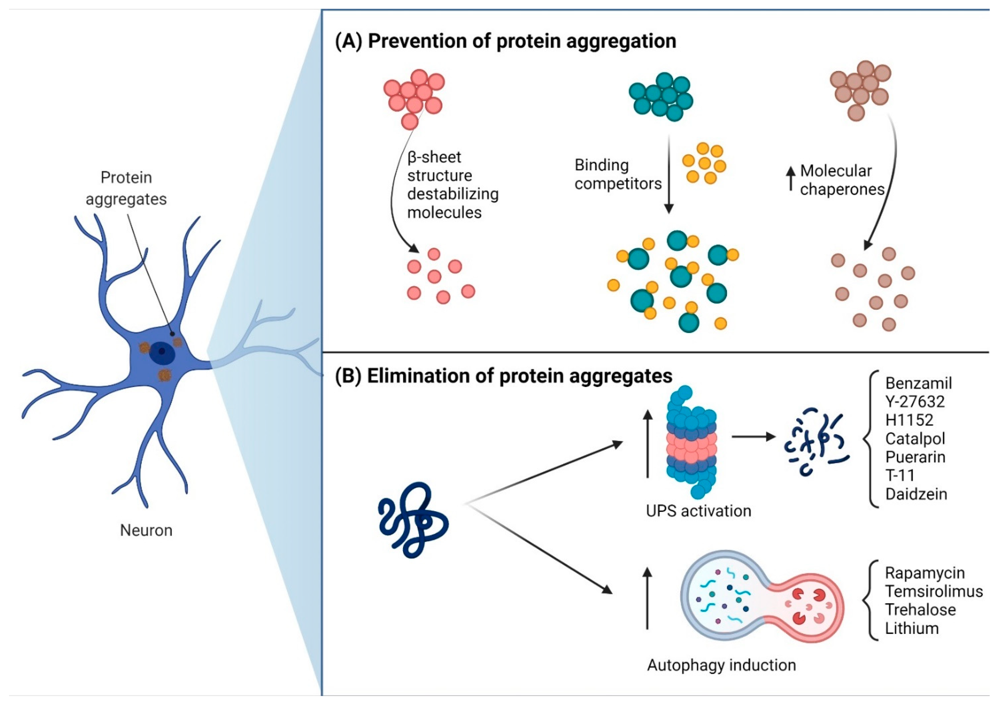 Pharmaceutics Free Full Text New Perspectives Of Gene Therapy On Polyglutamine Spinocerebellar Ataxias From Molecular Targets To Novel Nanovectors Html Pharmaceutics Free Full Text New Perspectives Of Gene Therapy On Polyglutamine Spinocerebellar Ataxias From Molecular Targets To Novel Nanovectors Html