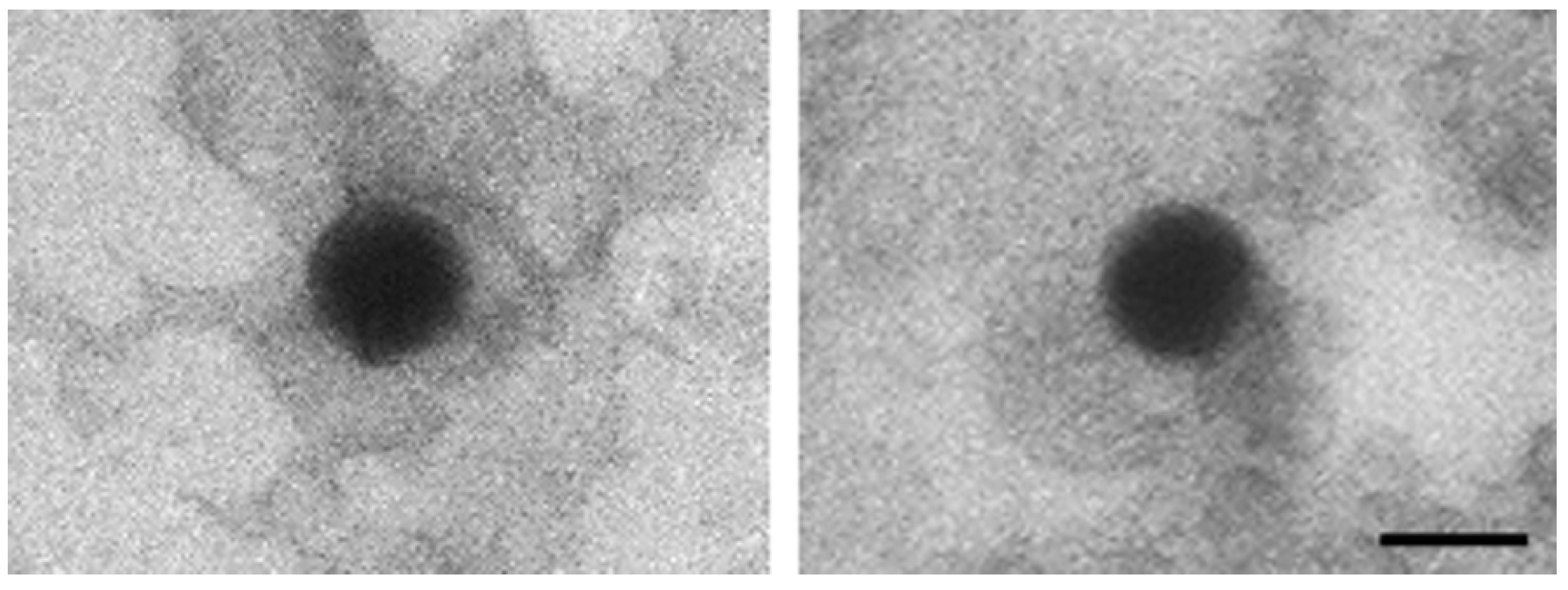 Pharmaceutics 13 01029 g001 550