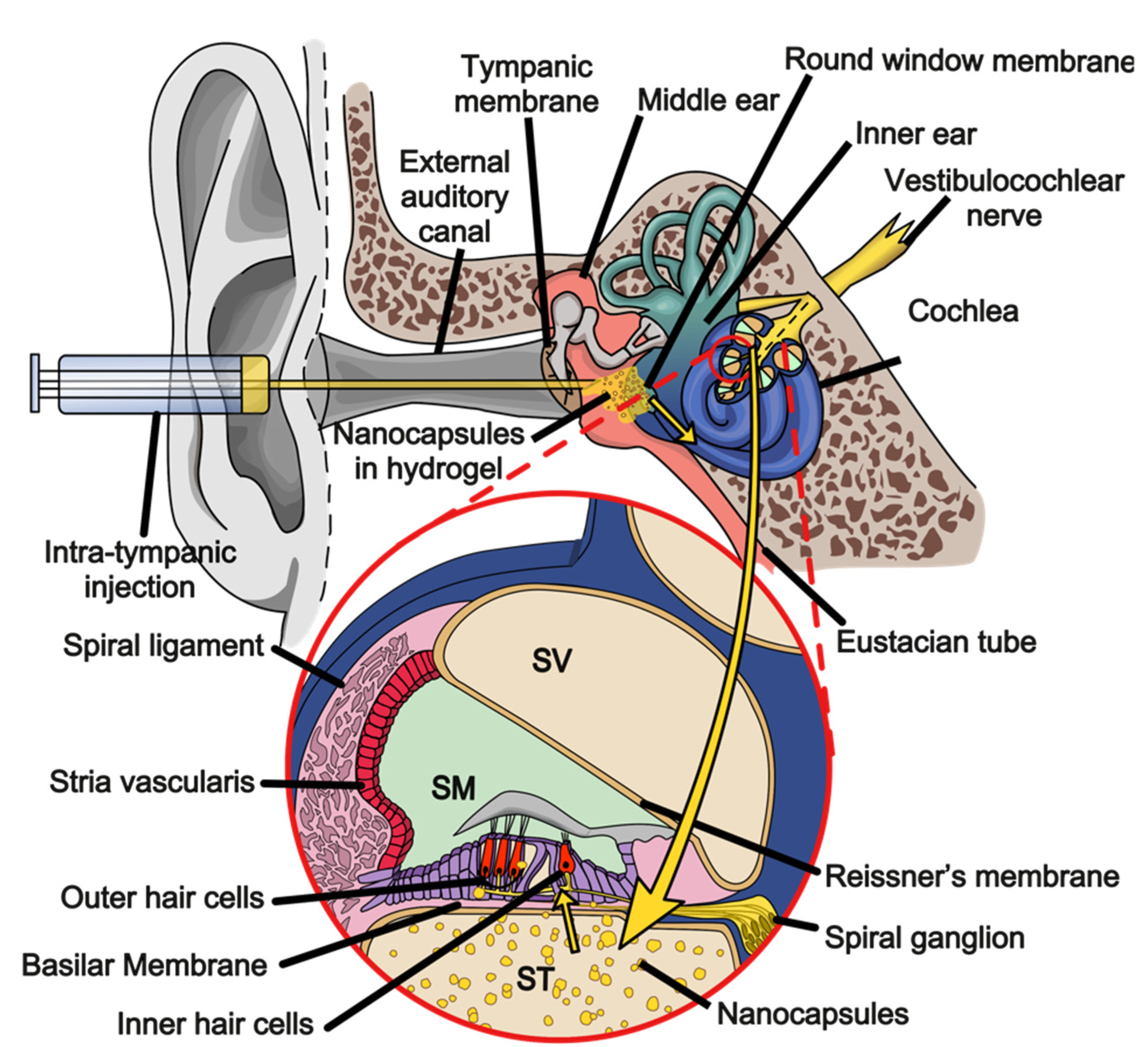 Pharmaceutics 13 01041 g002 550