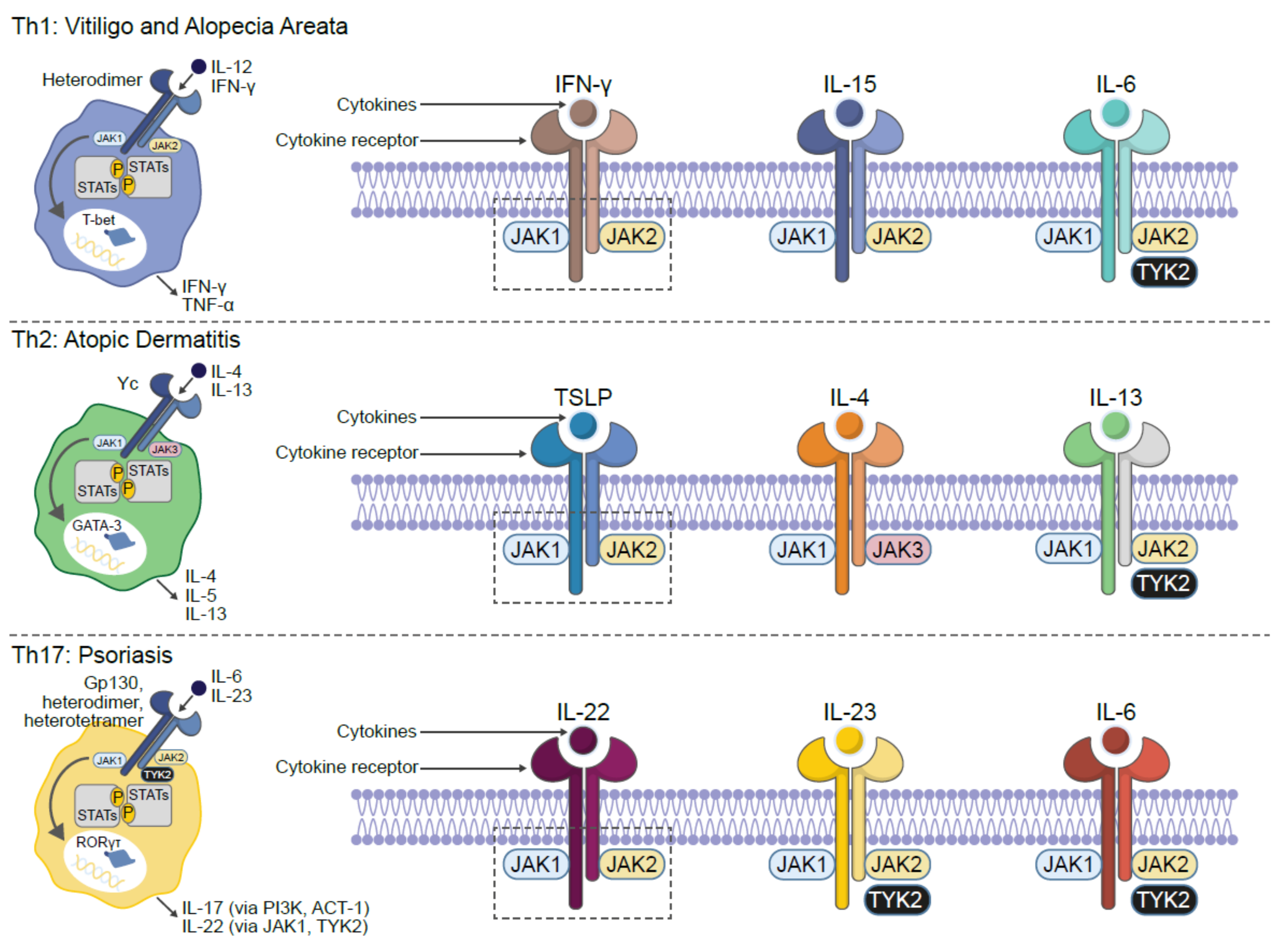 Pharmaceutics 13 01044 g002