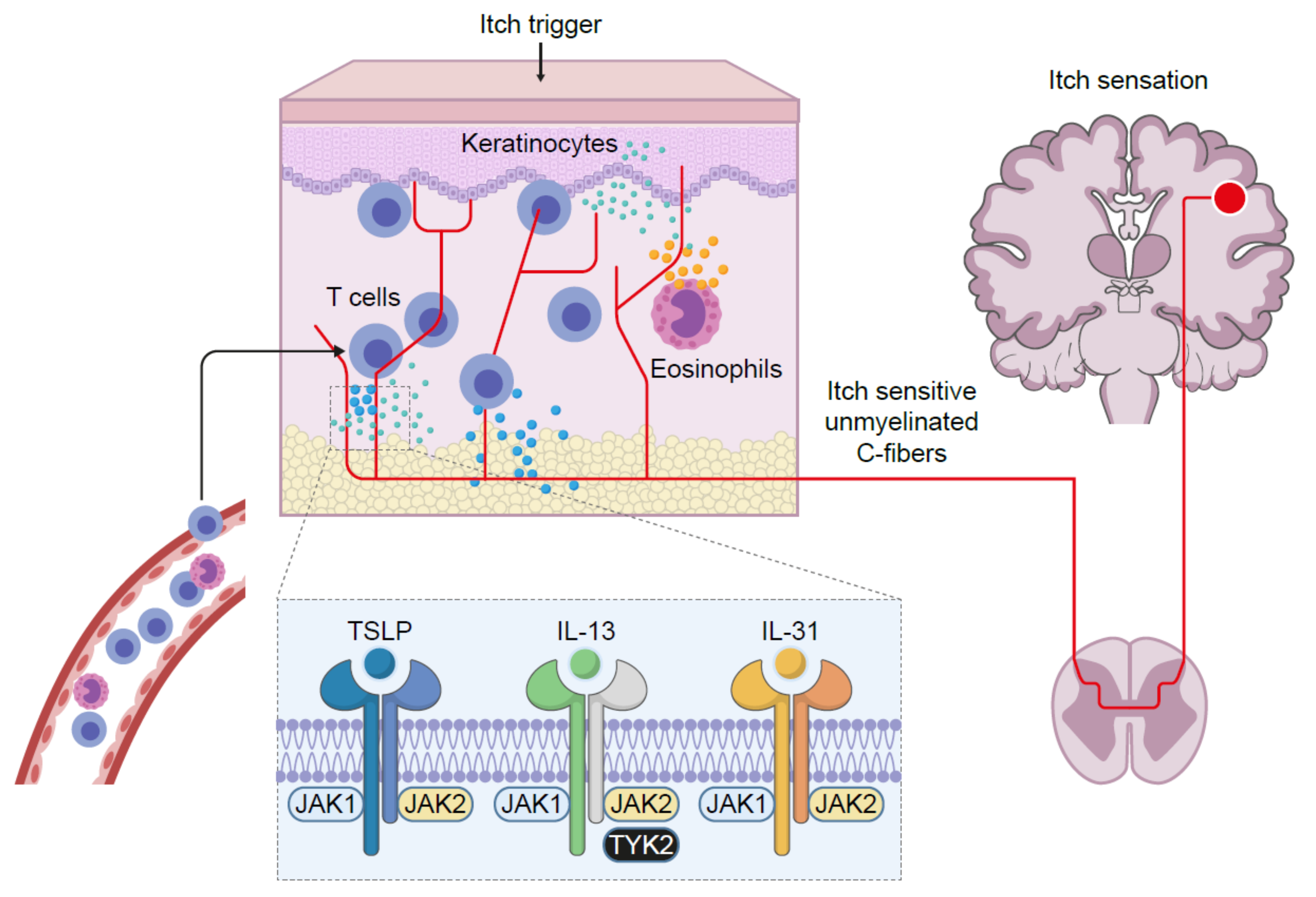 Pharmaceutics 13 01044 g003