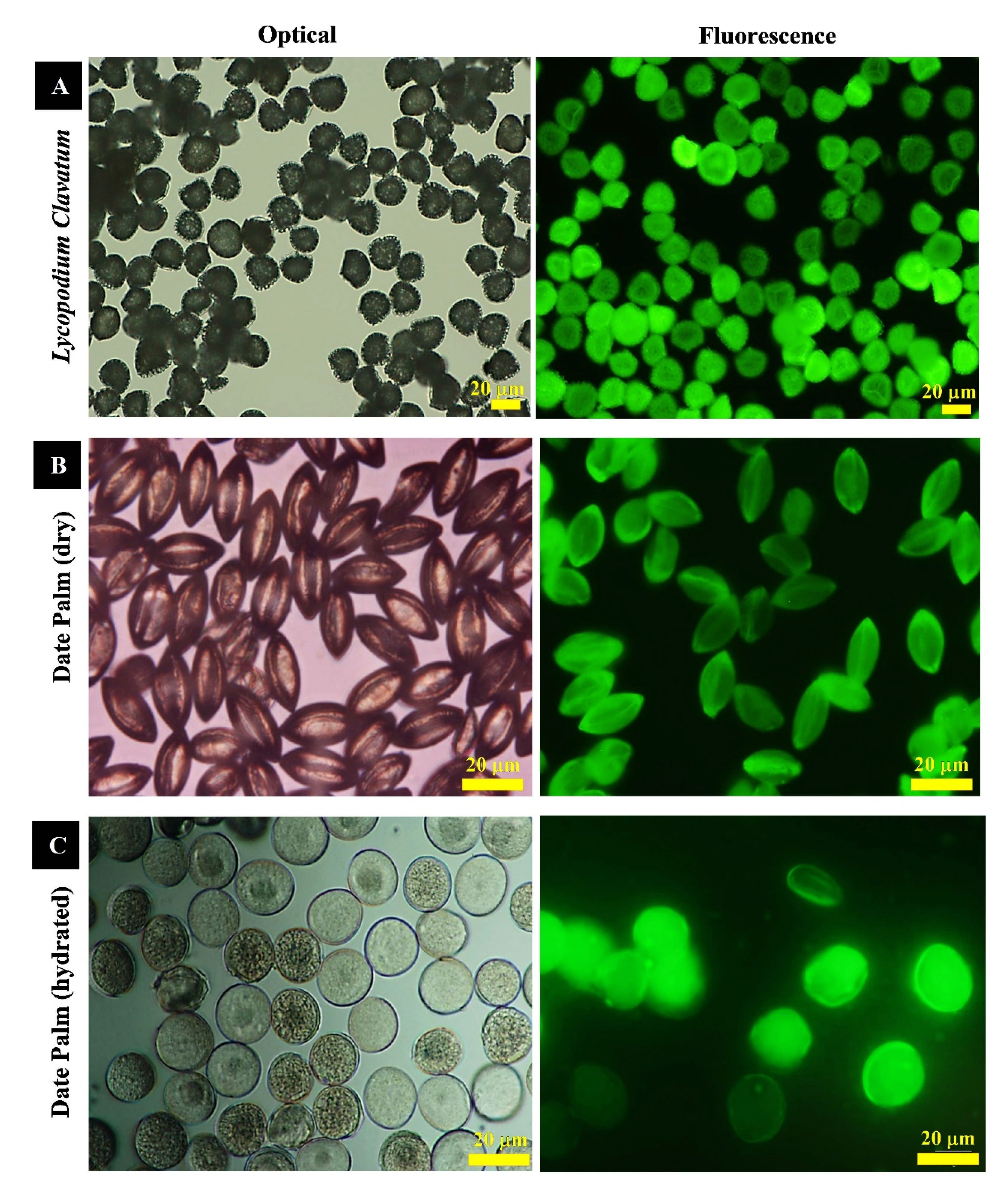 Pharmaceutics 13 01048 g001