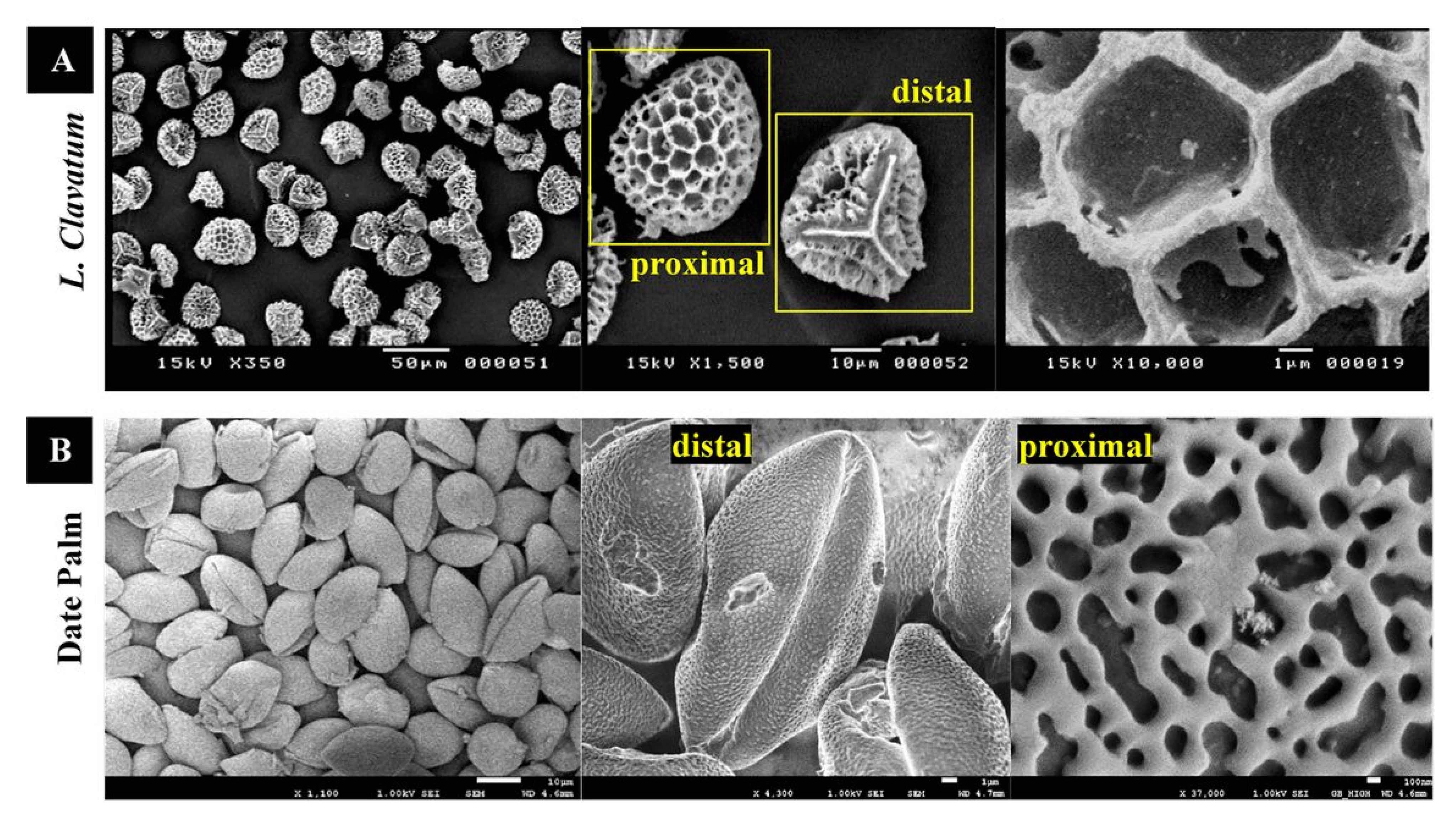 Pharmaceutics 13 01048 g002