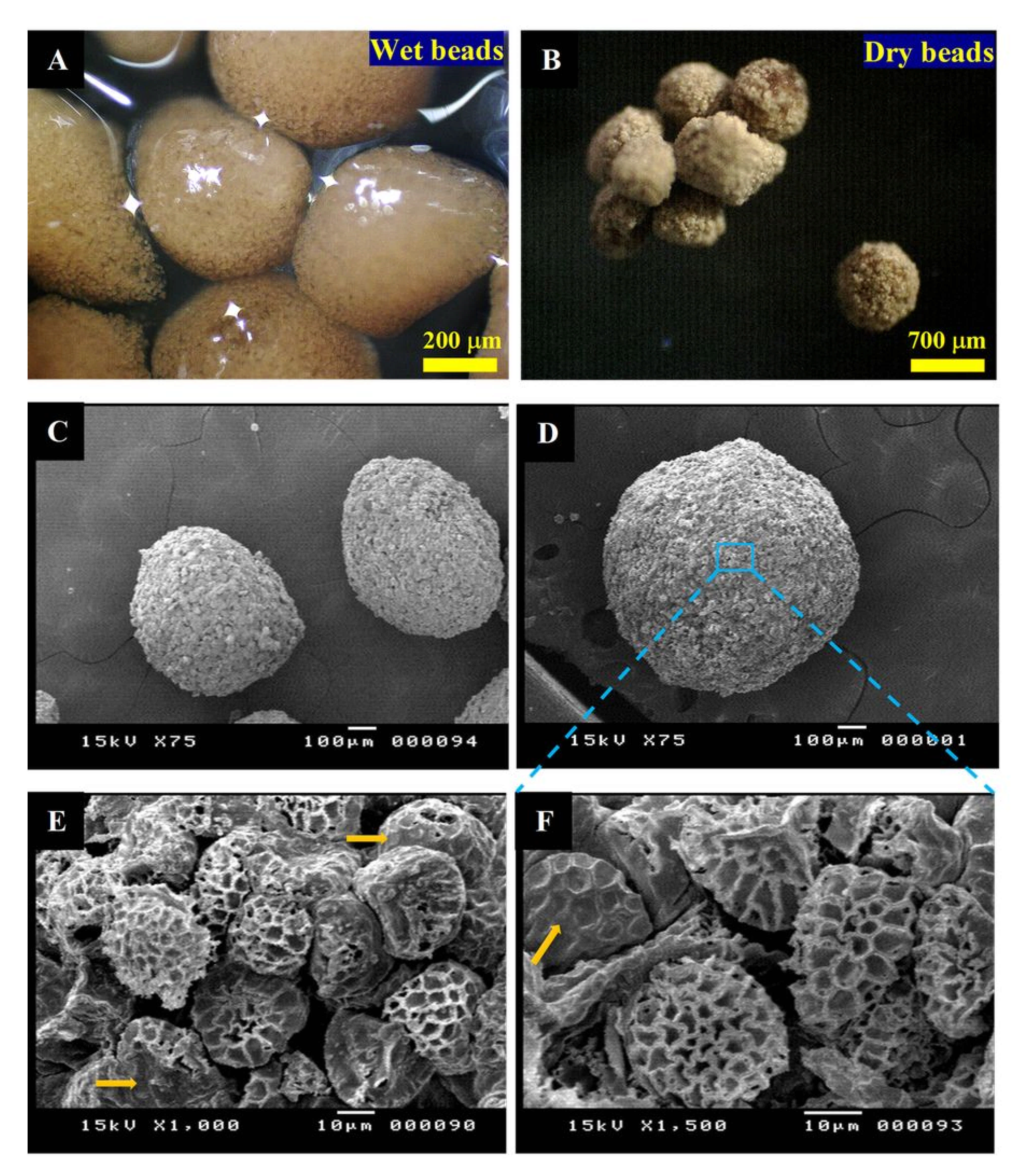 Pharmaceutics 13 01048 g005