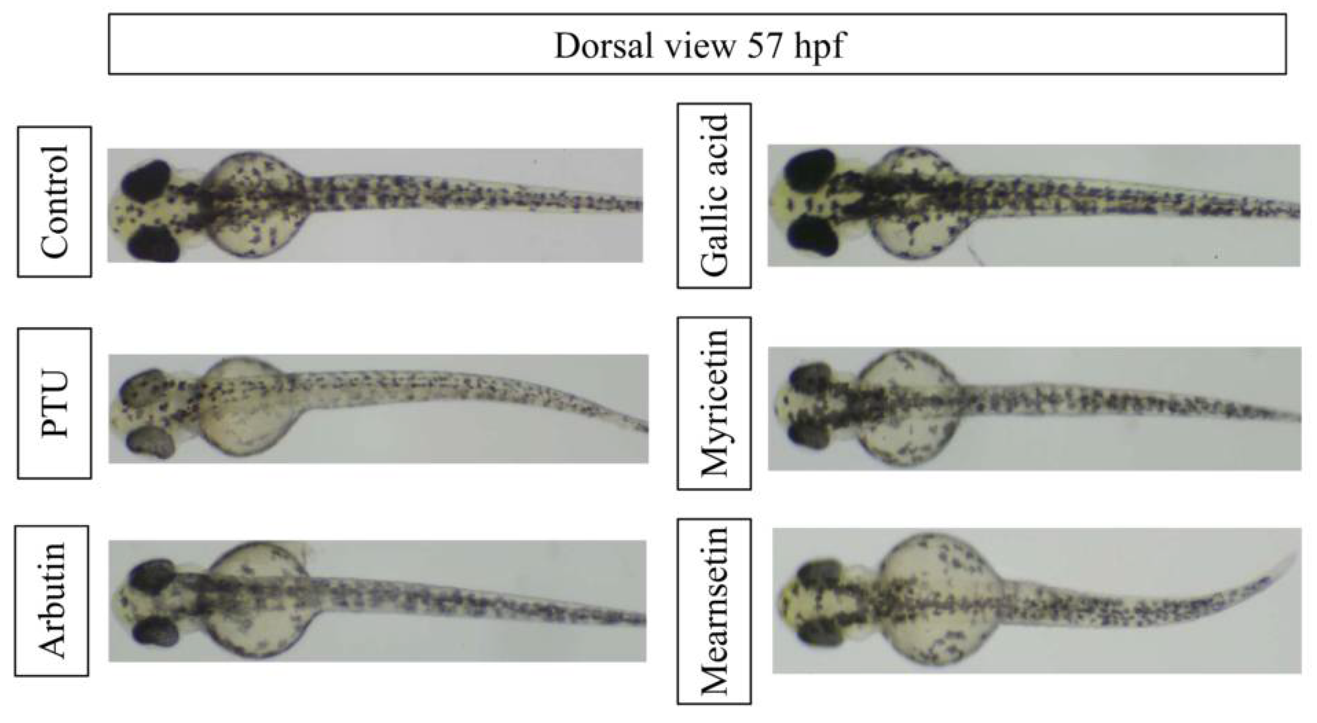 Pharmaceutics 13 01059 g006 550