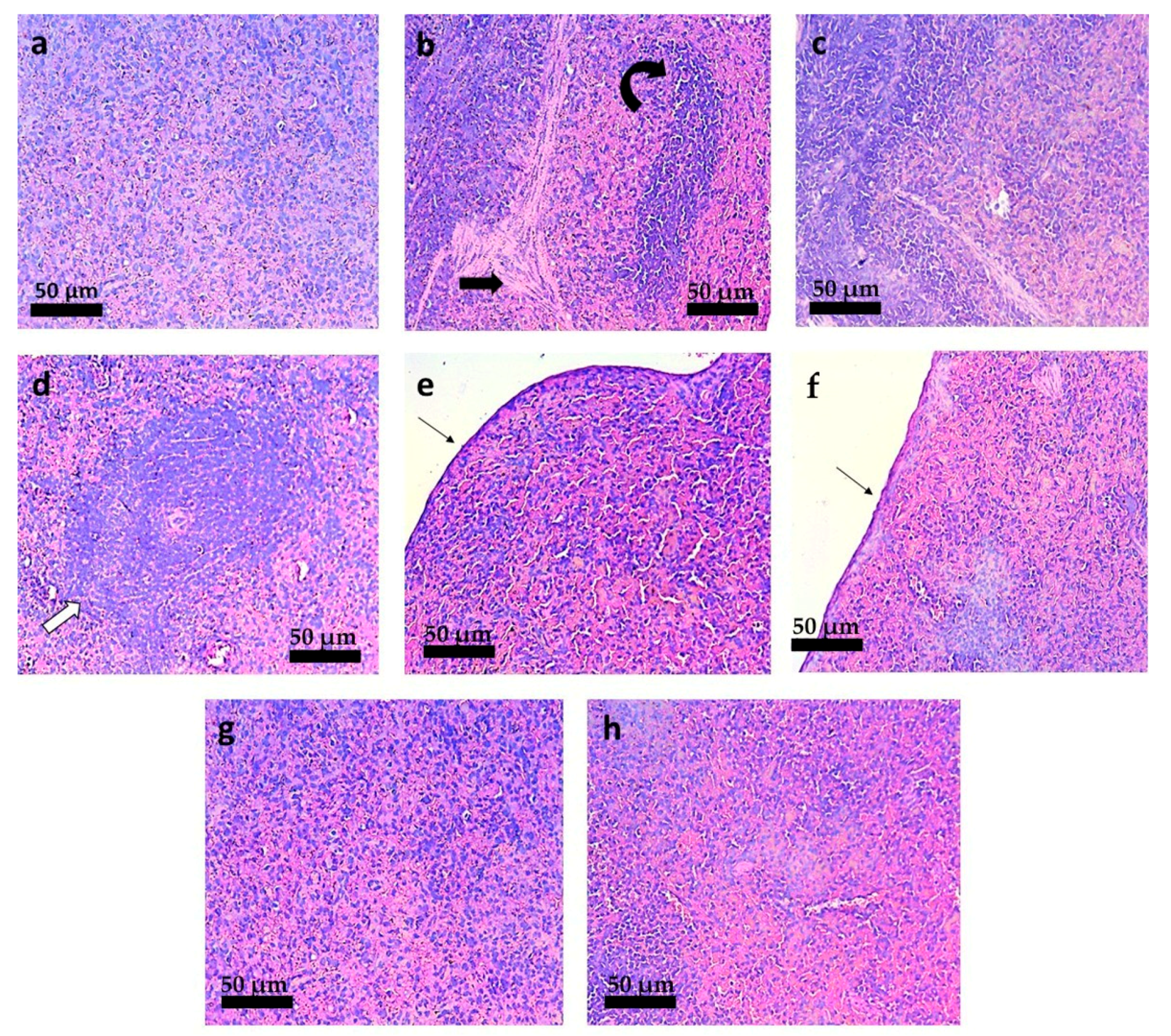 Pharmaceutics 13 01061 g010
