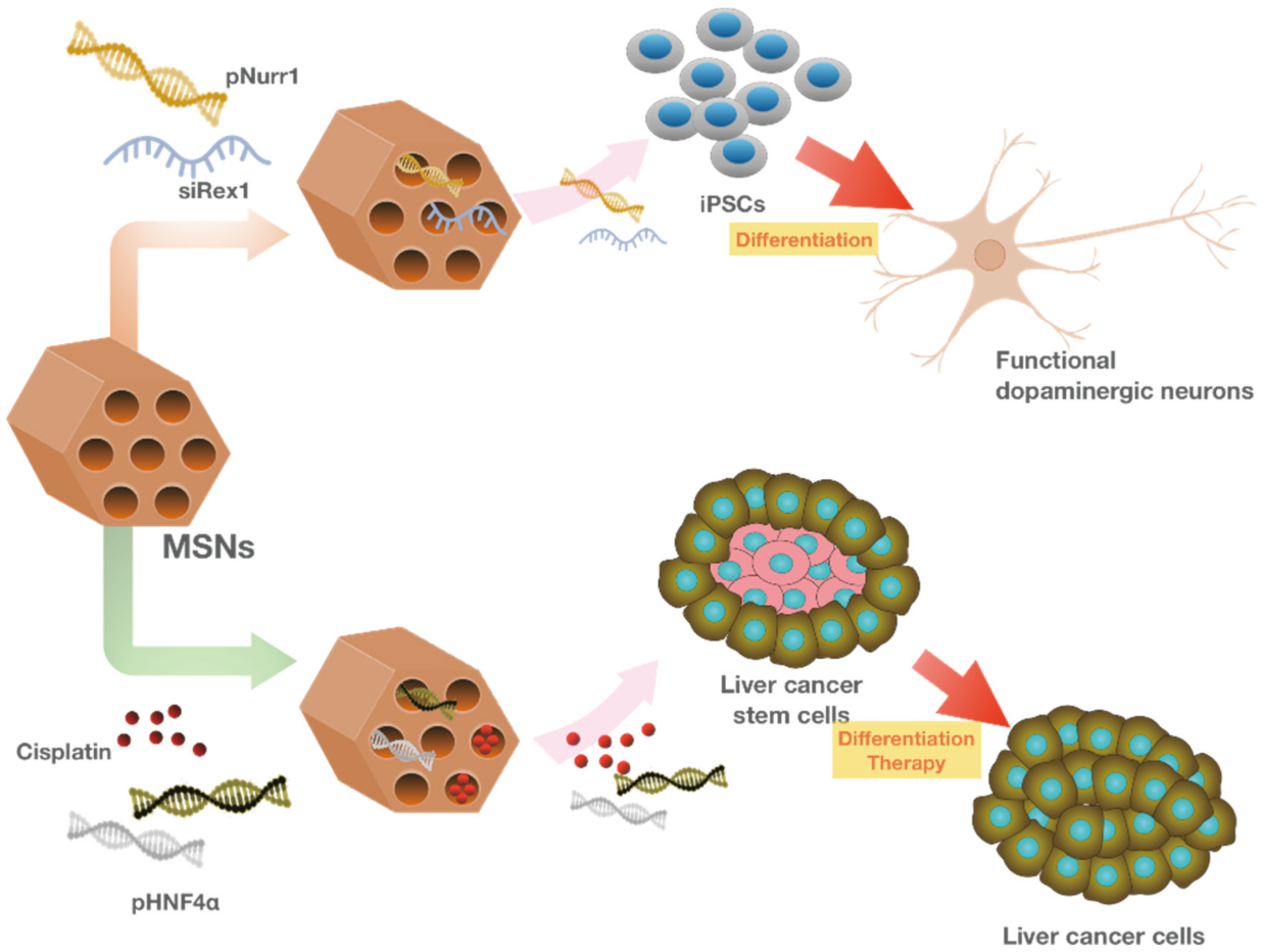 Pharmaceutics 13 01067 g007 Pharmaceutics 13 01067 g007