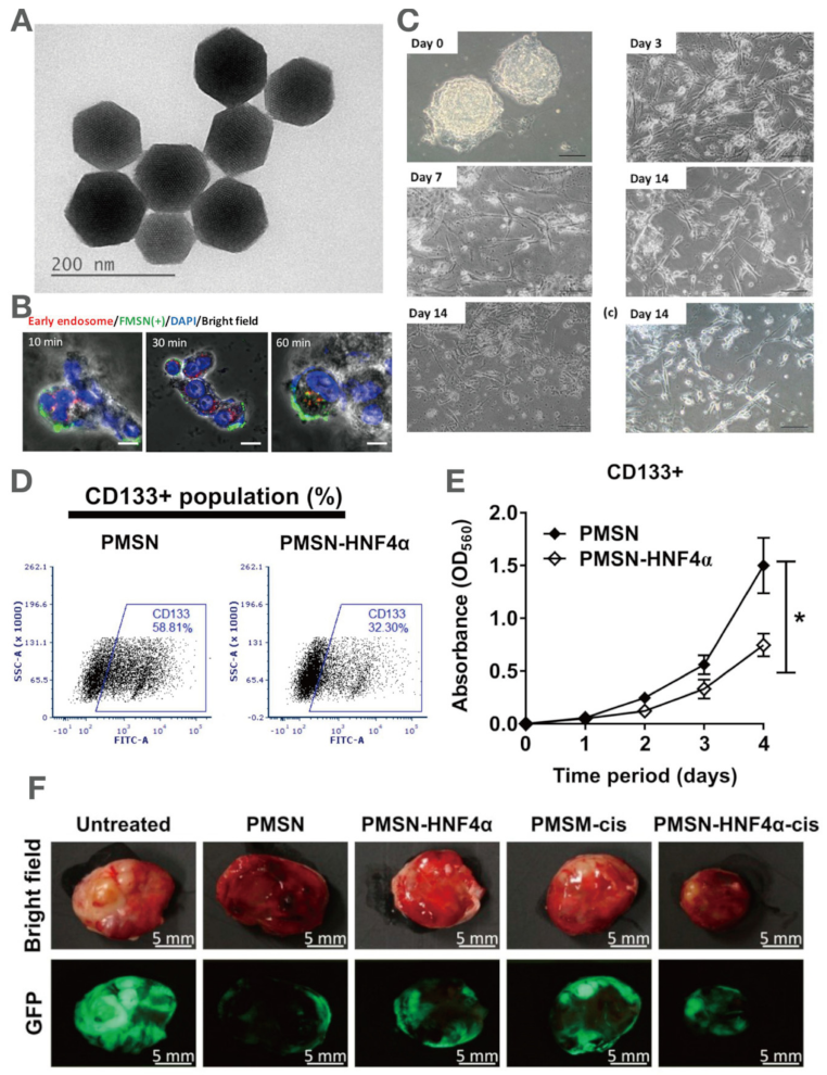 Pharmaceutics 13 01067 g008 Pharmaceutics 13 01067 g008