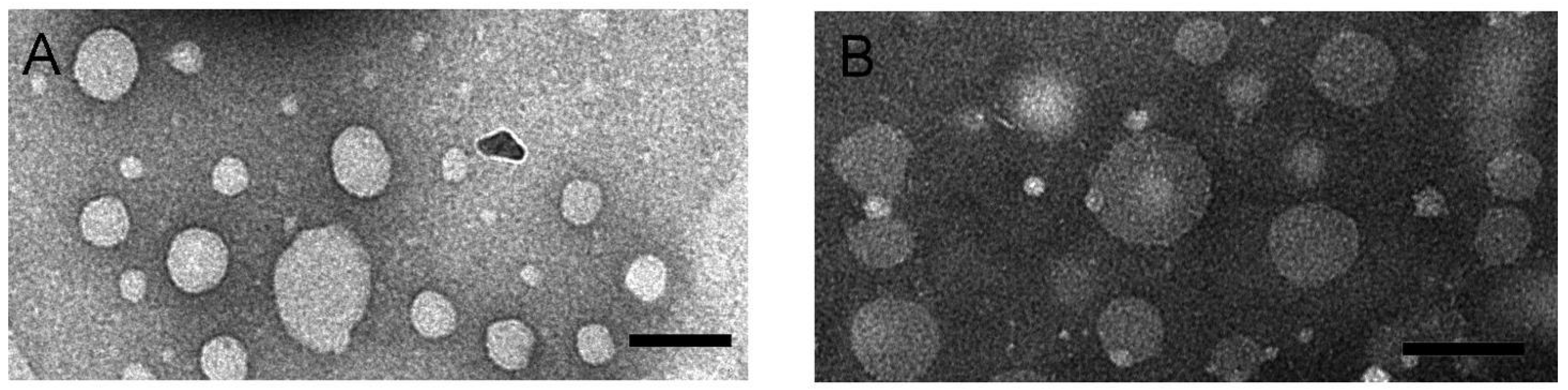 Pharmaceutics 13 01070 g002