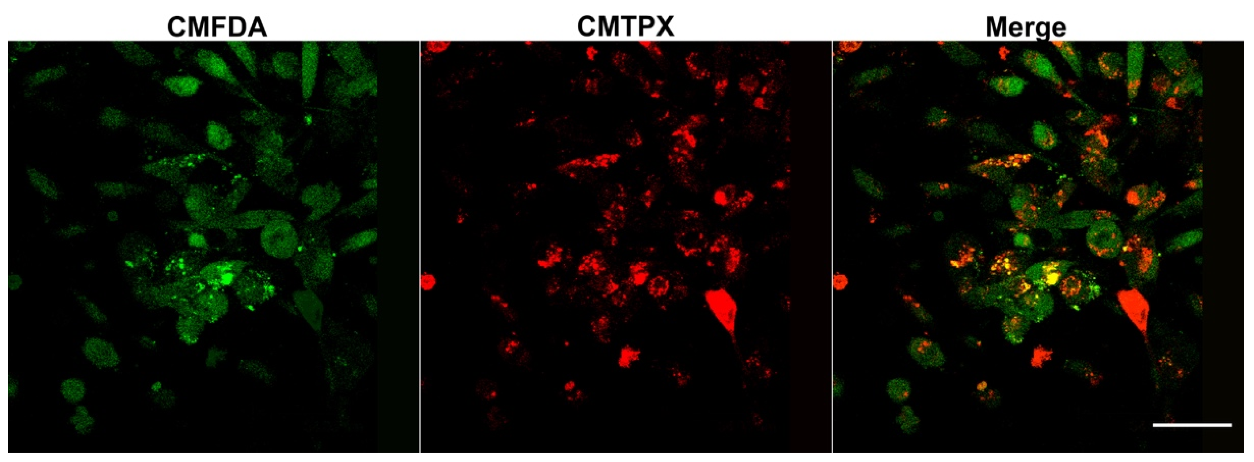 Pharmaceutics 13 01094 g0a1
