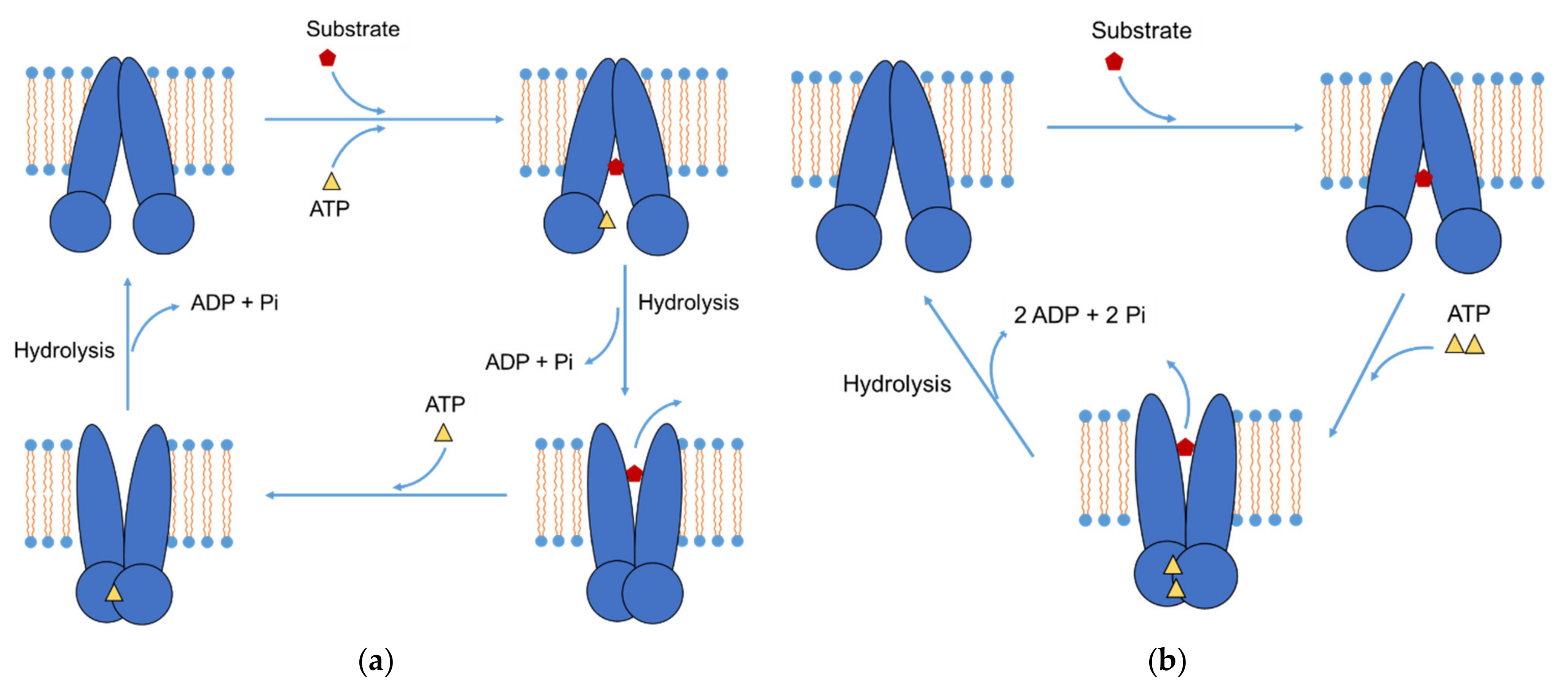 Combining Machine Learning and Molecular Dynamics to Predict P-Glycoprotein  Substrates