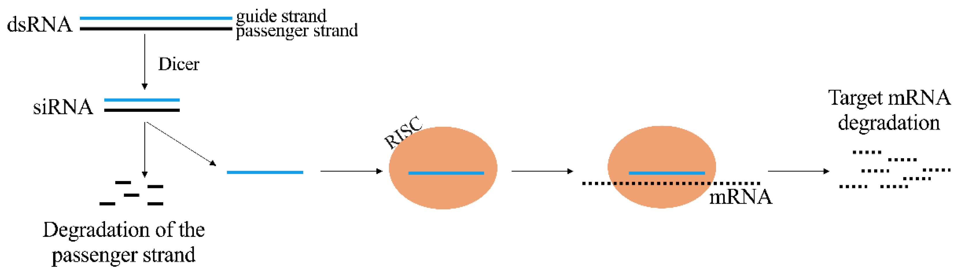 Pharmaceutics 13 01106 g002 Pharmaceutics 13 01106 g002