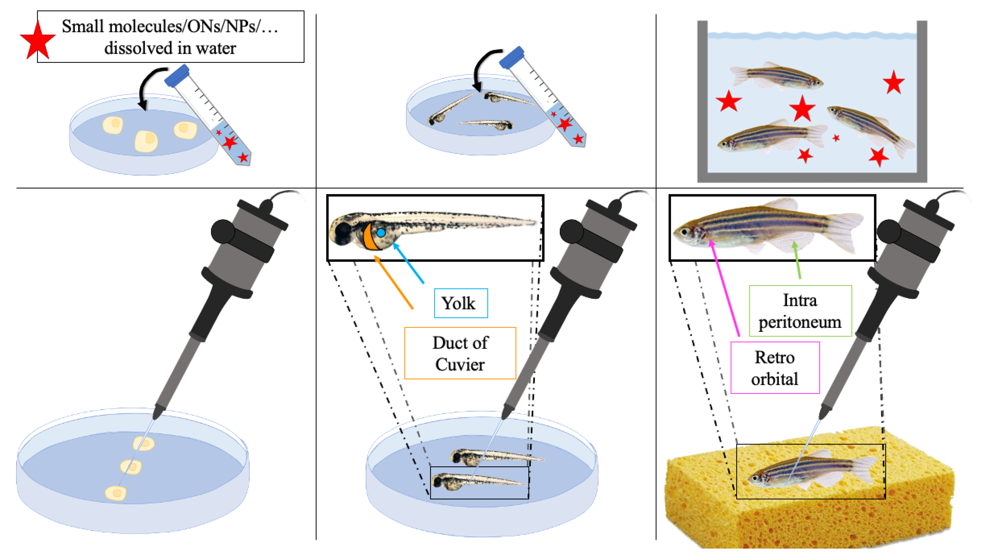 Pharmaceutics 13 01106 g007 Pharmaceutics 13 01106 g007