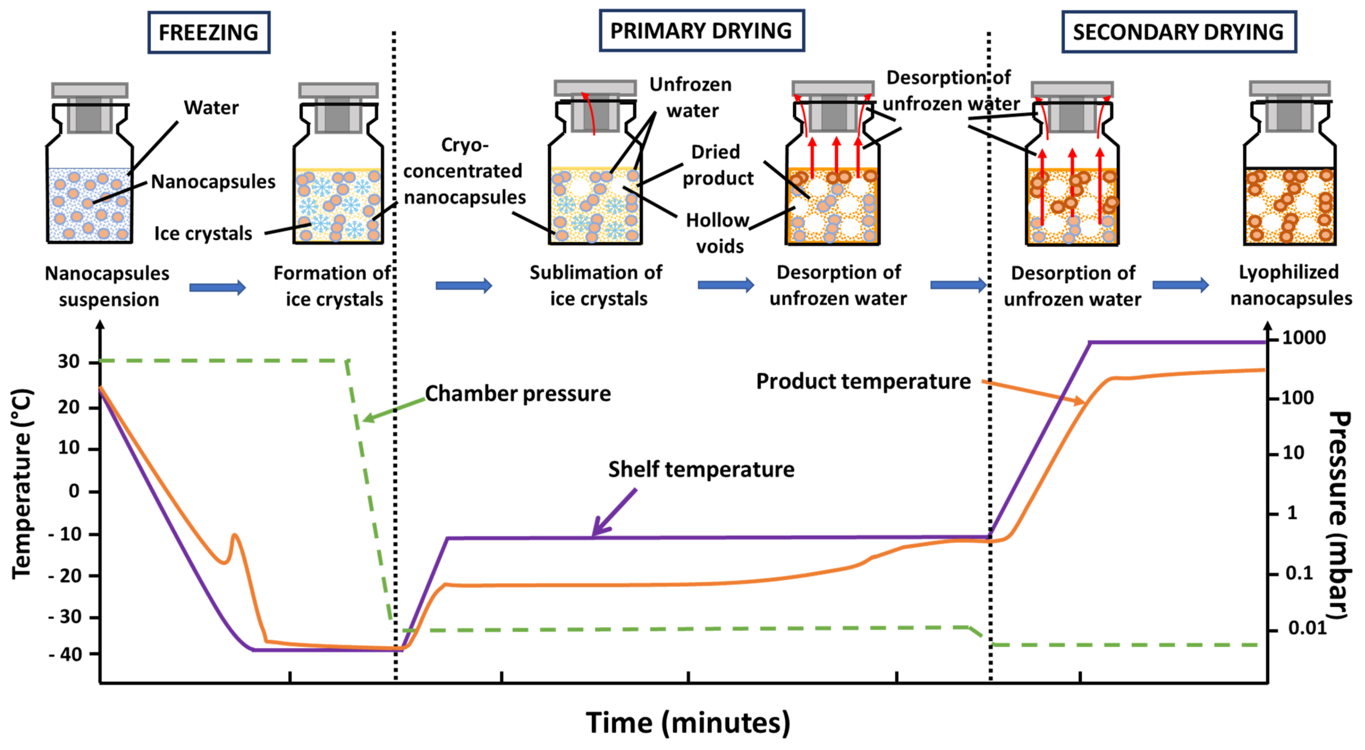 Pharmaceutics Free FullText Lyophilization of Nanocapsules
