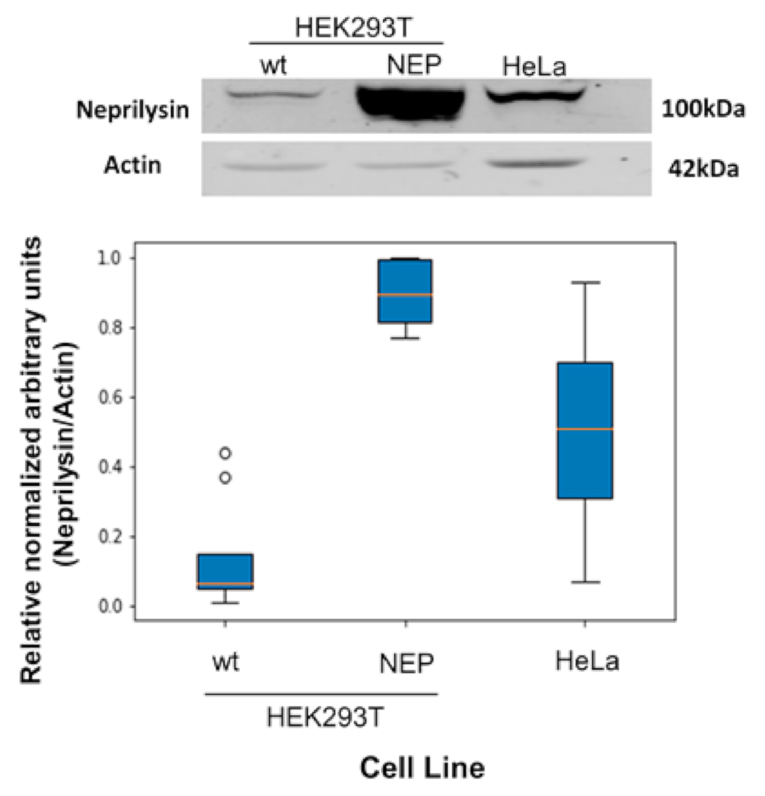 Pharmaceutics 13 01119 g005