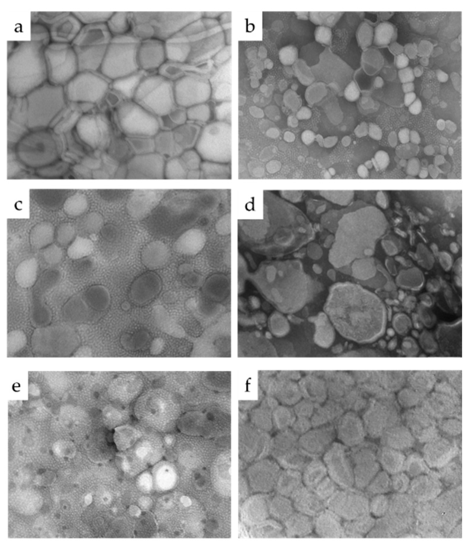 Pharmaceutics 13 01124 g002