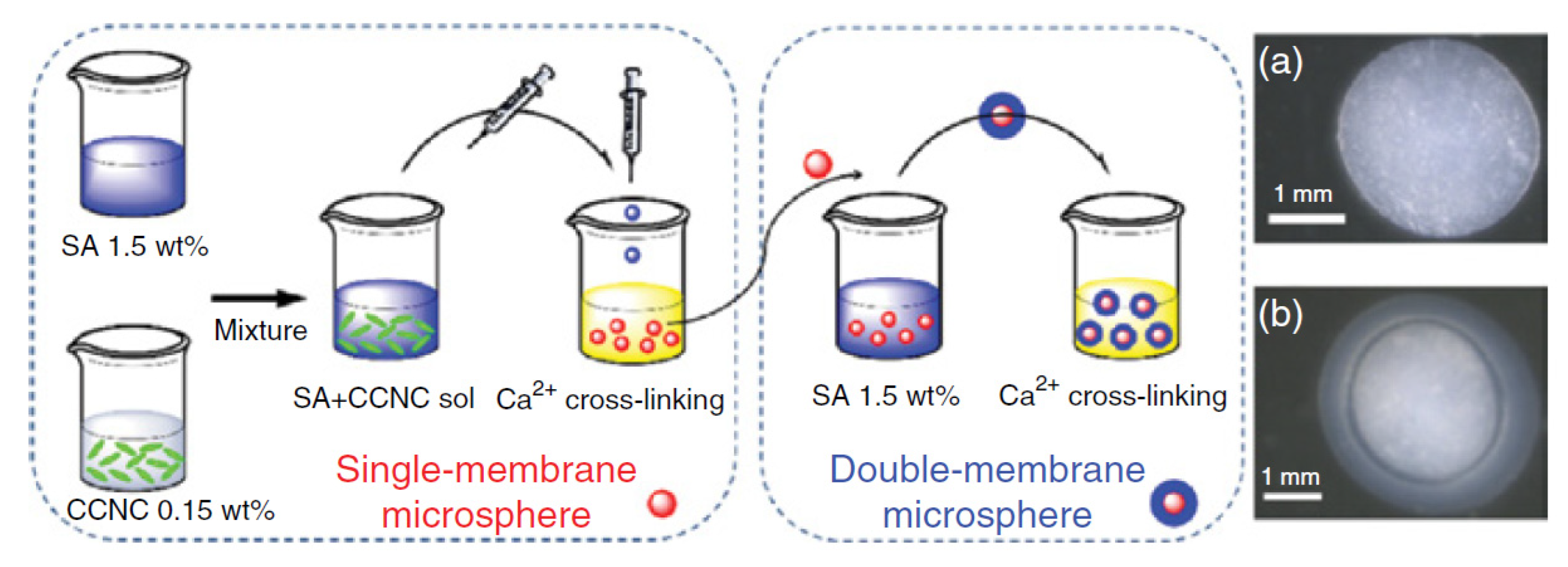 Pharmaceutics 13 01125 g002