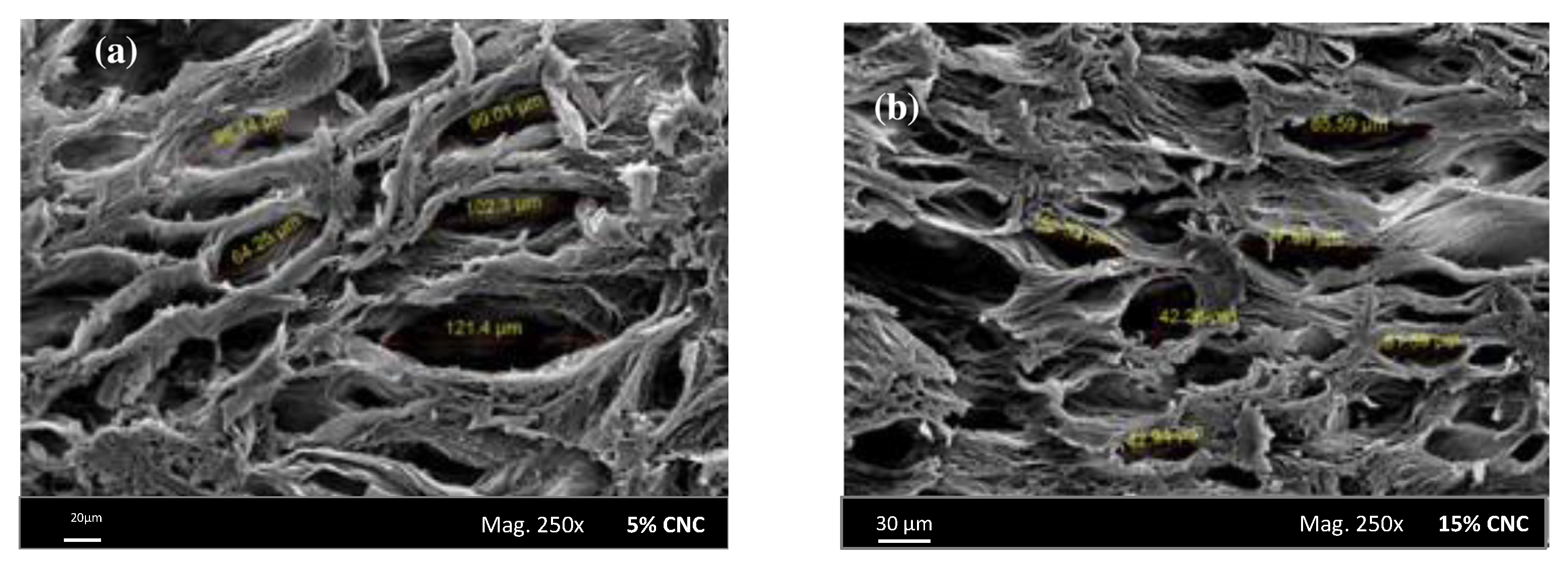 Pharmaceutics 13 01125 g003
