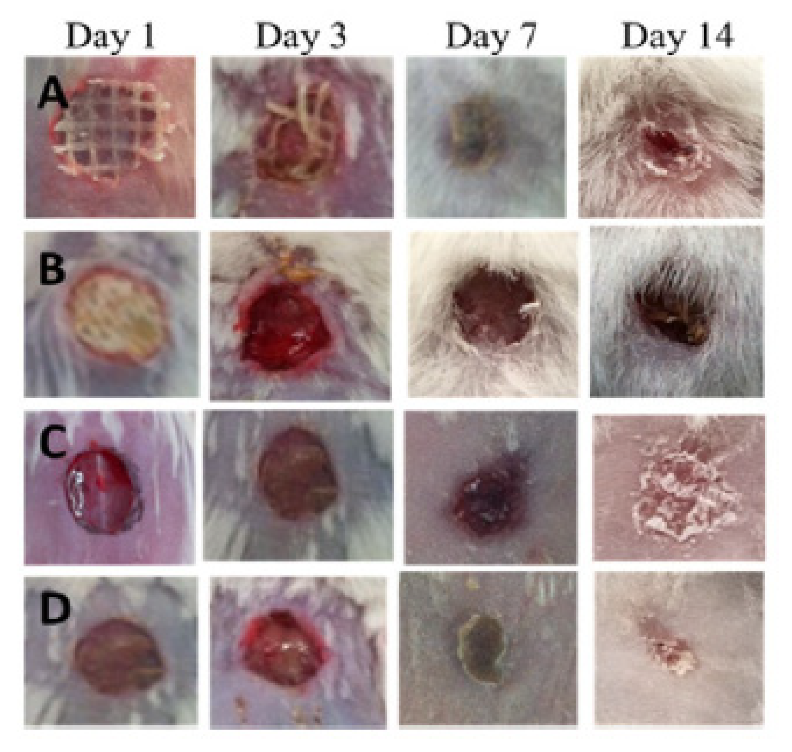 Pharmaceutics 13 01125 g007