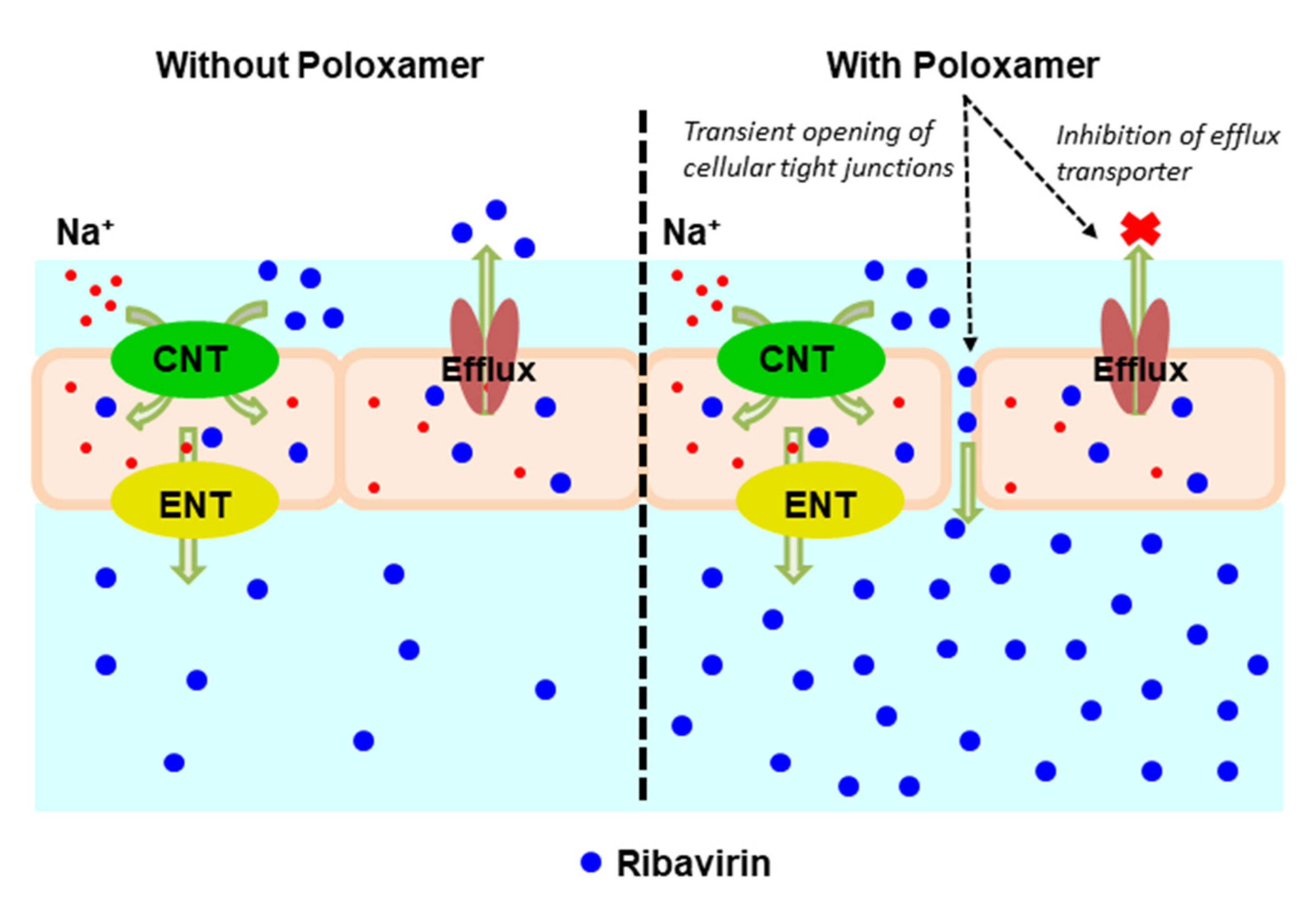 Pharmaceutics 13 01126 g007 Pharmaceutics 13 01126 g007