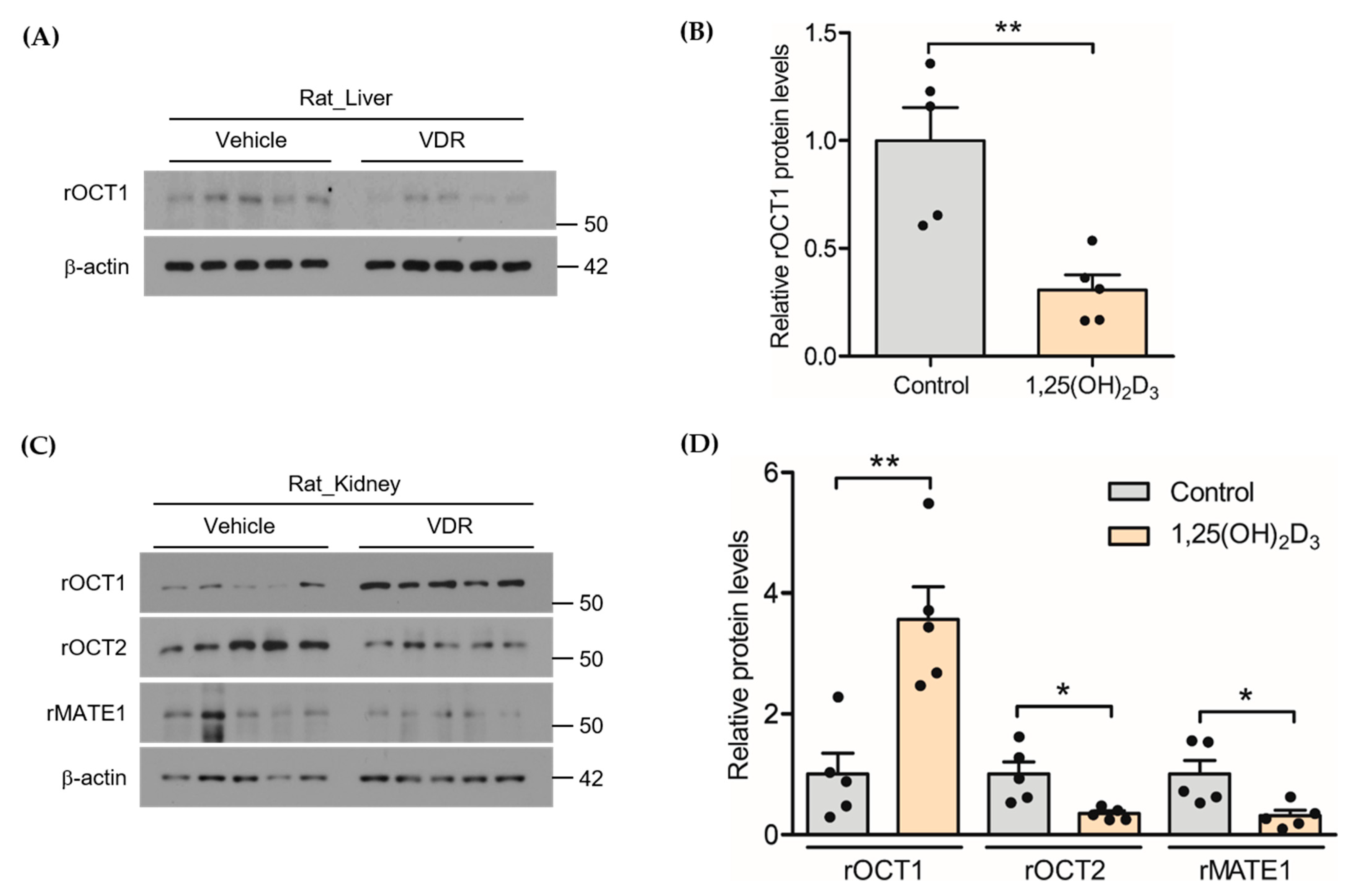 Pharmaceutics 13 01133 g002