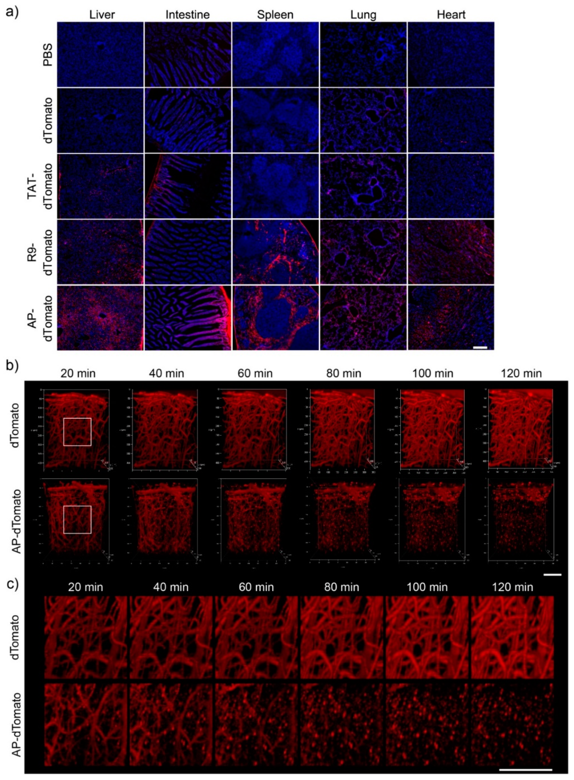 Pharmaceutics 13 01134 g004