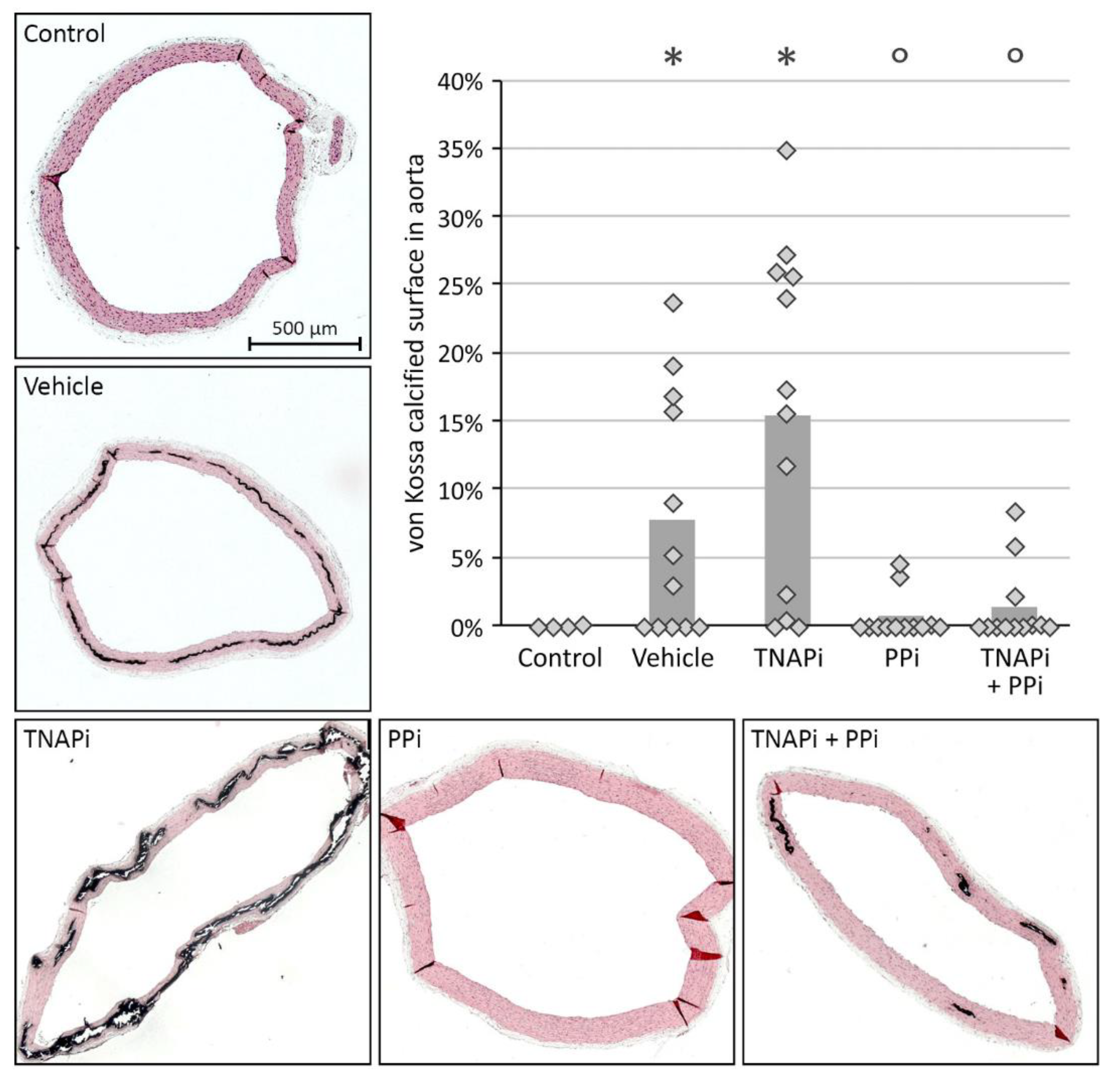 Pharmaceutics 13 01138 g002 Pharmaceutics 13 01138 g002