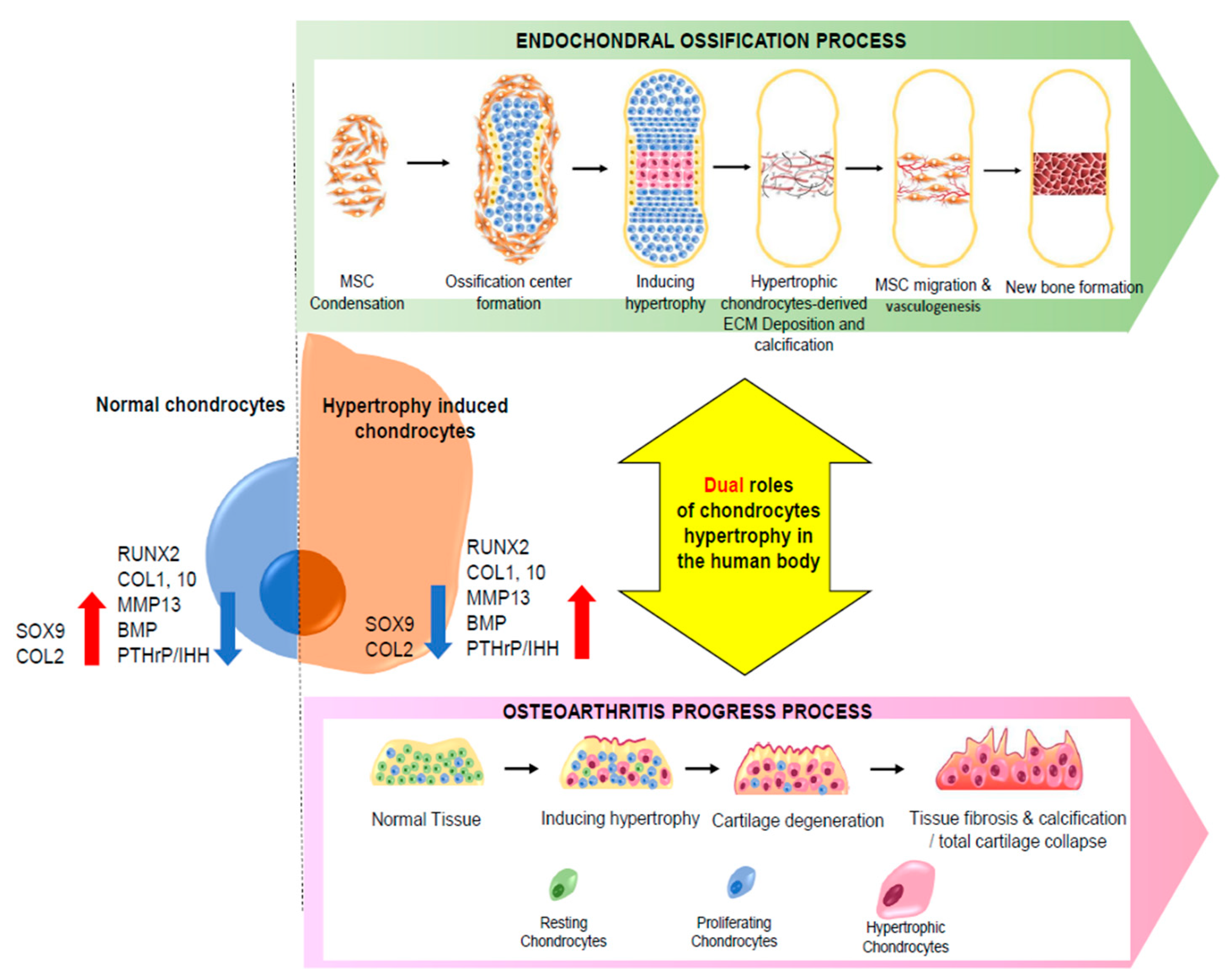 Pharmaceutics 13 01139 g001